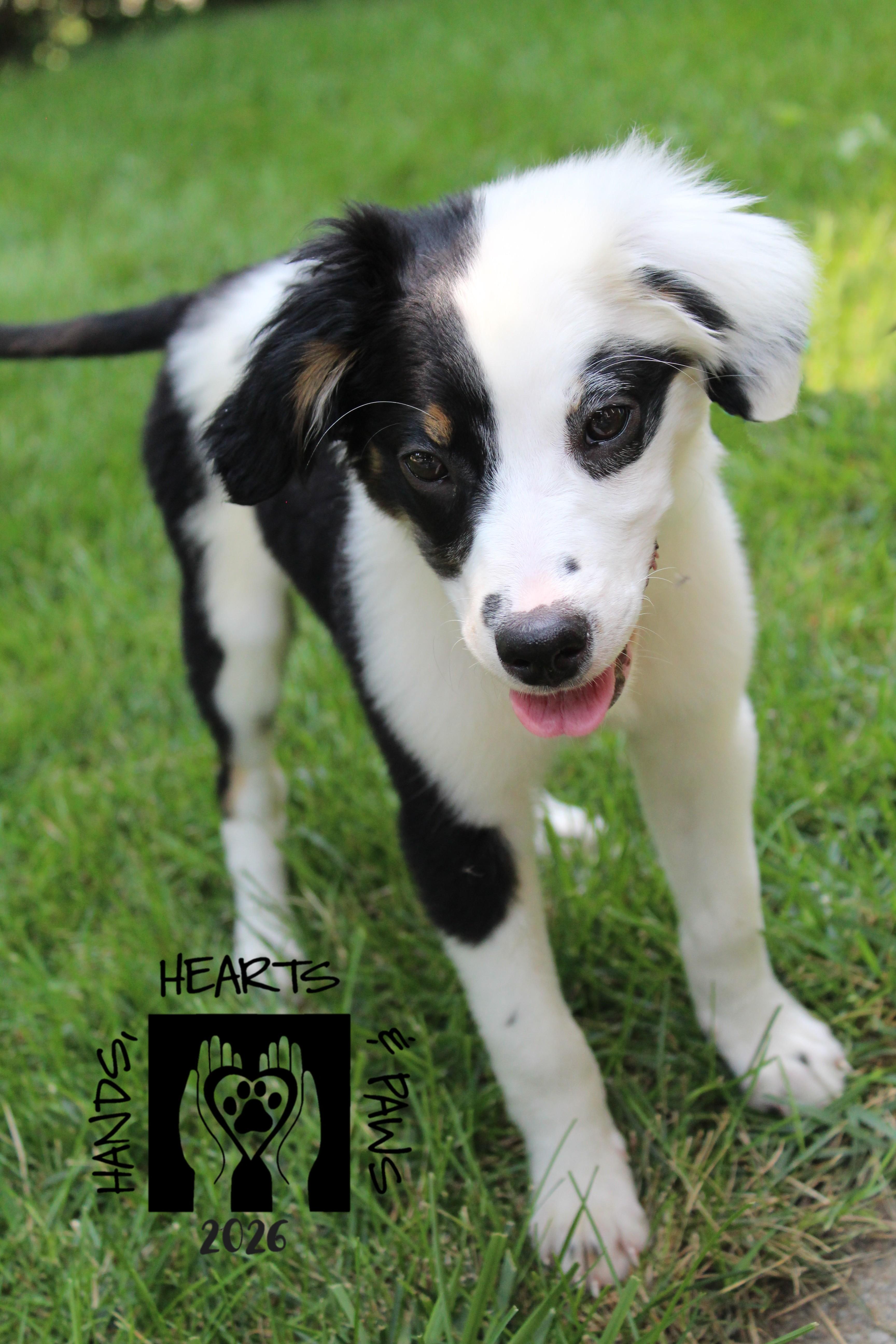 Enlarge Boogie Fever, a Adoptable mixed breed in Omaha, NE image 3/4