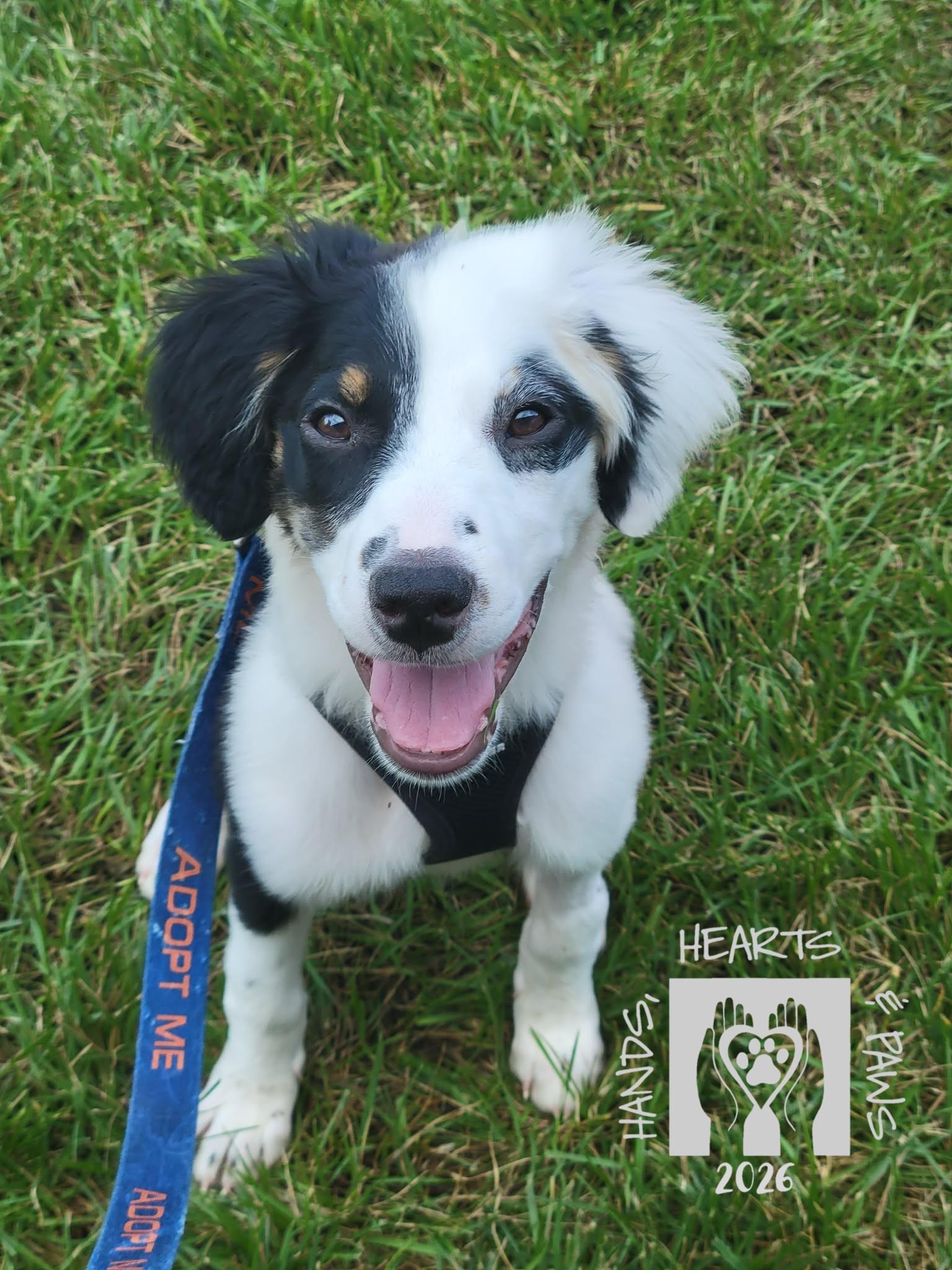 Enlarge Boogie Fever, a Adoptable mixed breed in Omaha, NE image 6/6
