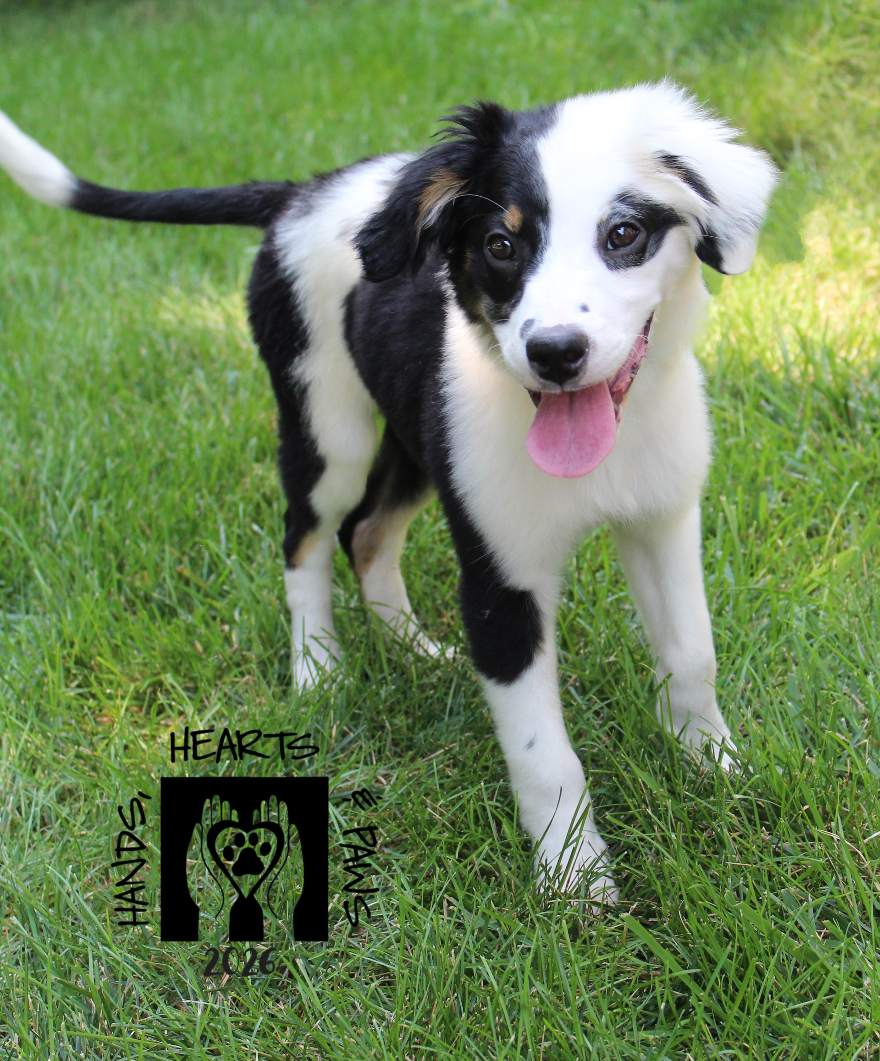 Boogie Fever, Adoptable, Puppy Male Terrier & Hound.