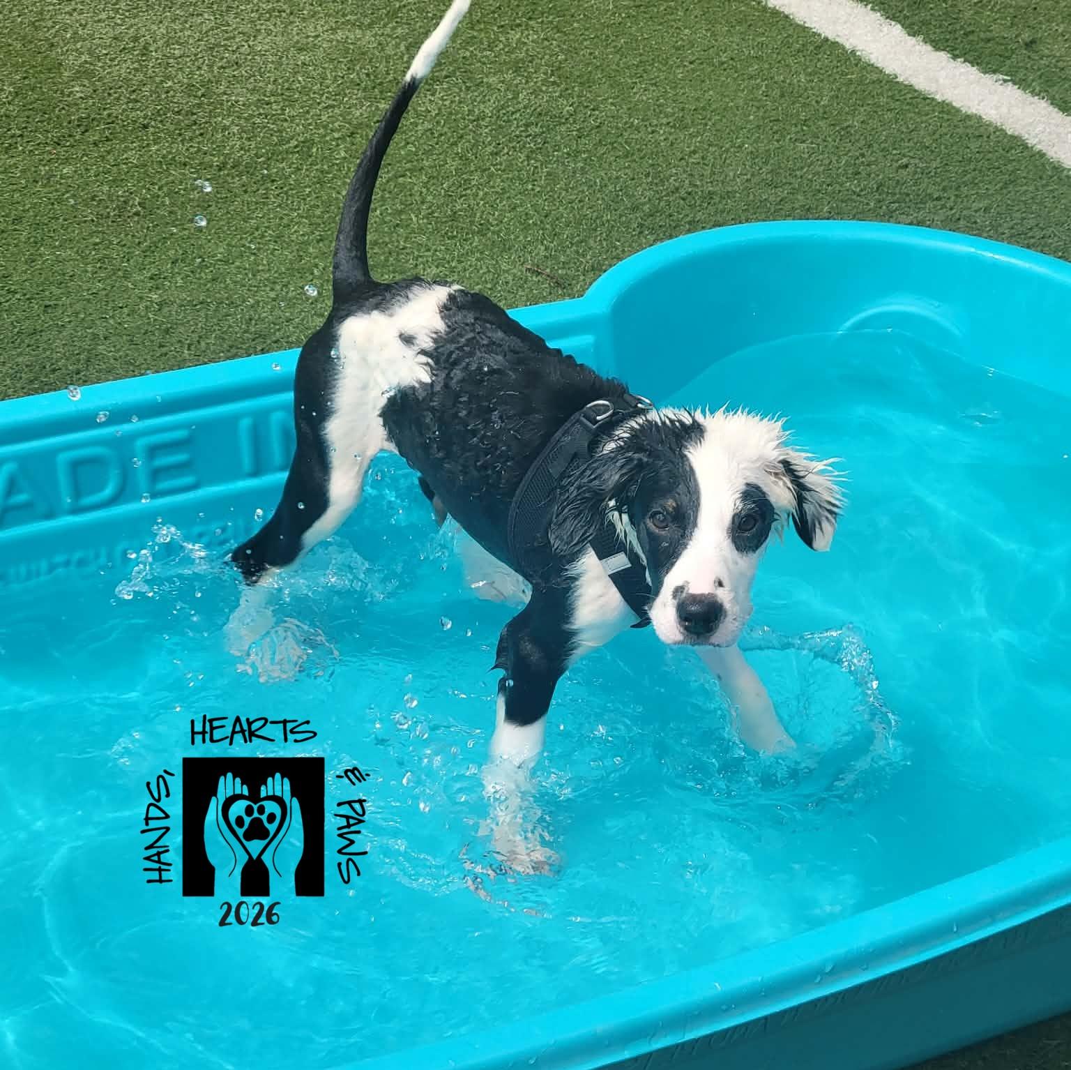 Enlarge Boogie Fever, a Adoptable mixed breed in Omaha, NE image 1/6