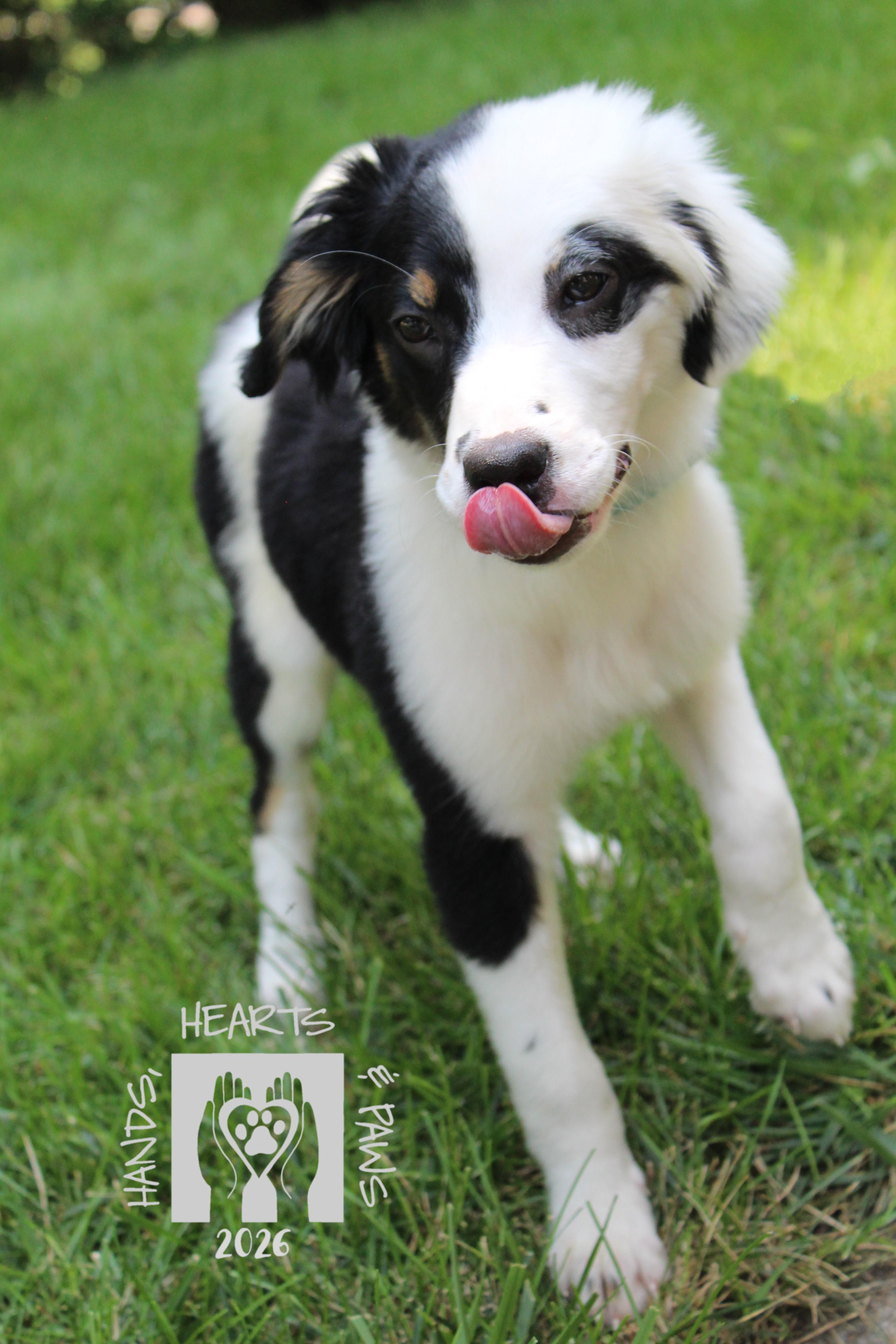 Enlarge Boogie Fever, a Adoptable mixed breed in Omaha, NE image 2/4