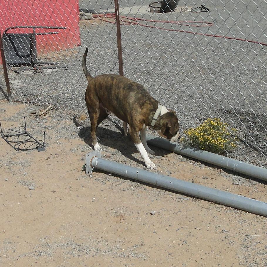 Enlarge Bear, a Adoptable mixed breed in Phoenix, AZ image 1/4