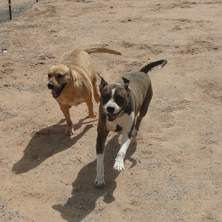 Enlarge Bear, a Adoptable mixed breed in Phoenix, AZ image 2/4