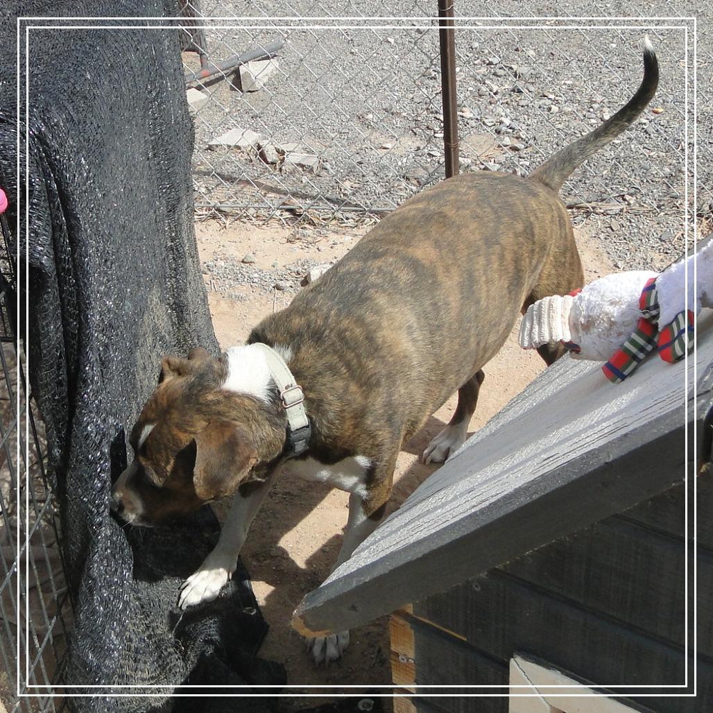 Enlarge Bear, a Adoptable mixed breed in Phoenix, AZ image 3/4