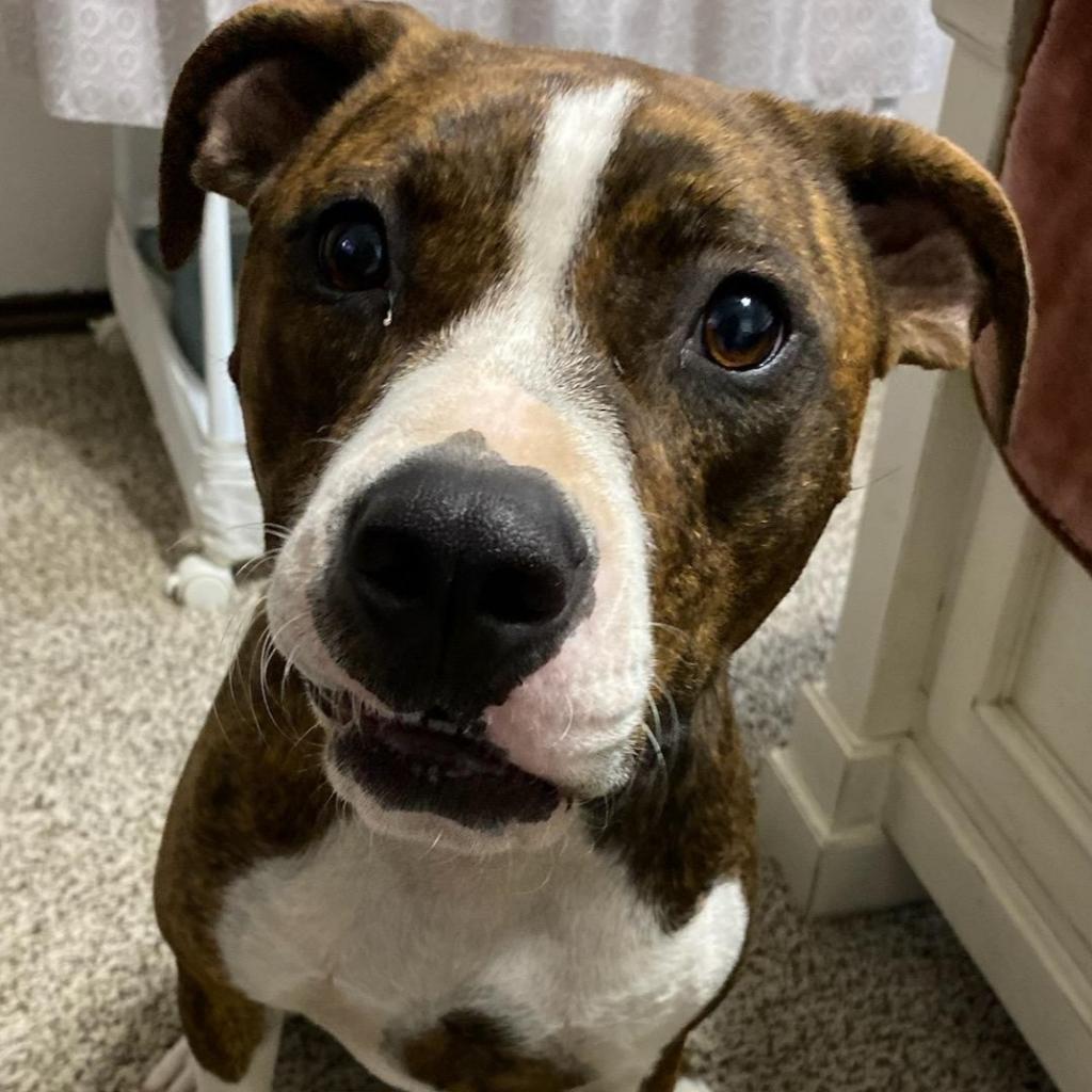 Enlarge Bear, a Adoptable mixed breed in Phoenix, AZ image 1/1