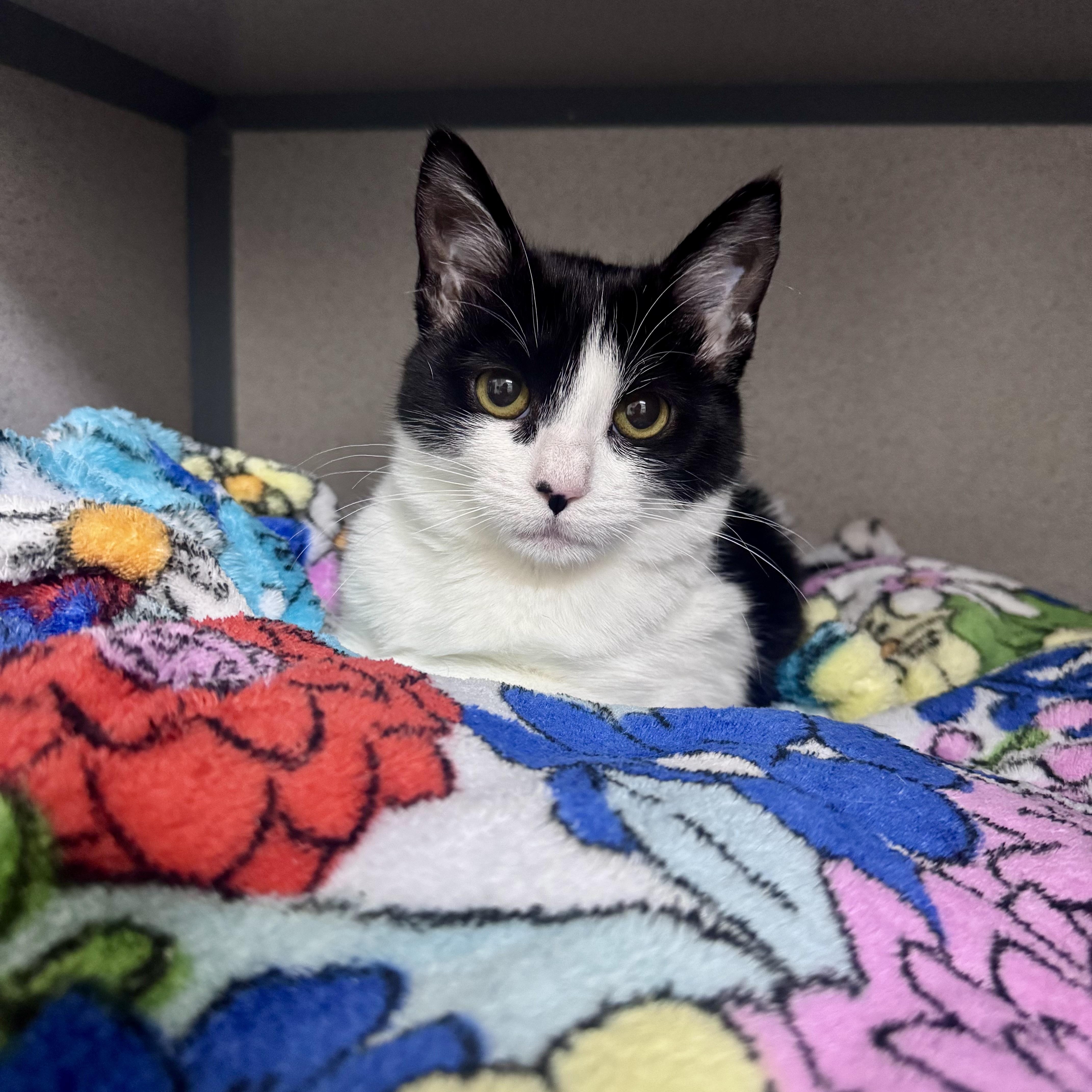 Thirteen, an adopted Domestic Short Hair in Mississippi State, MS image 6/6