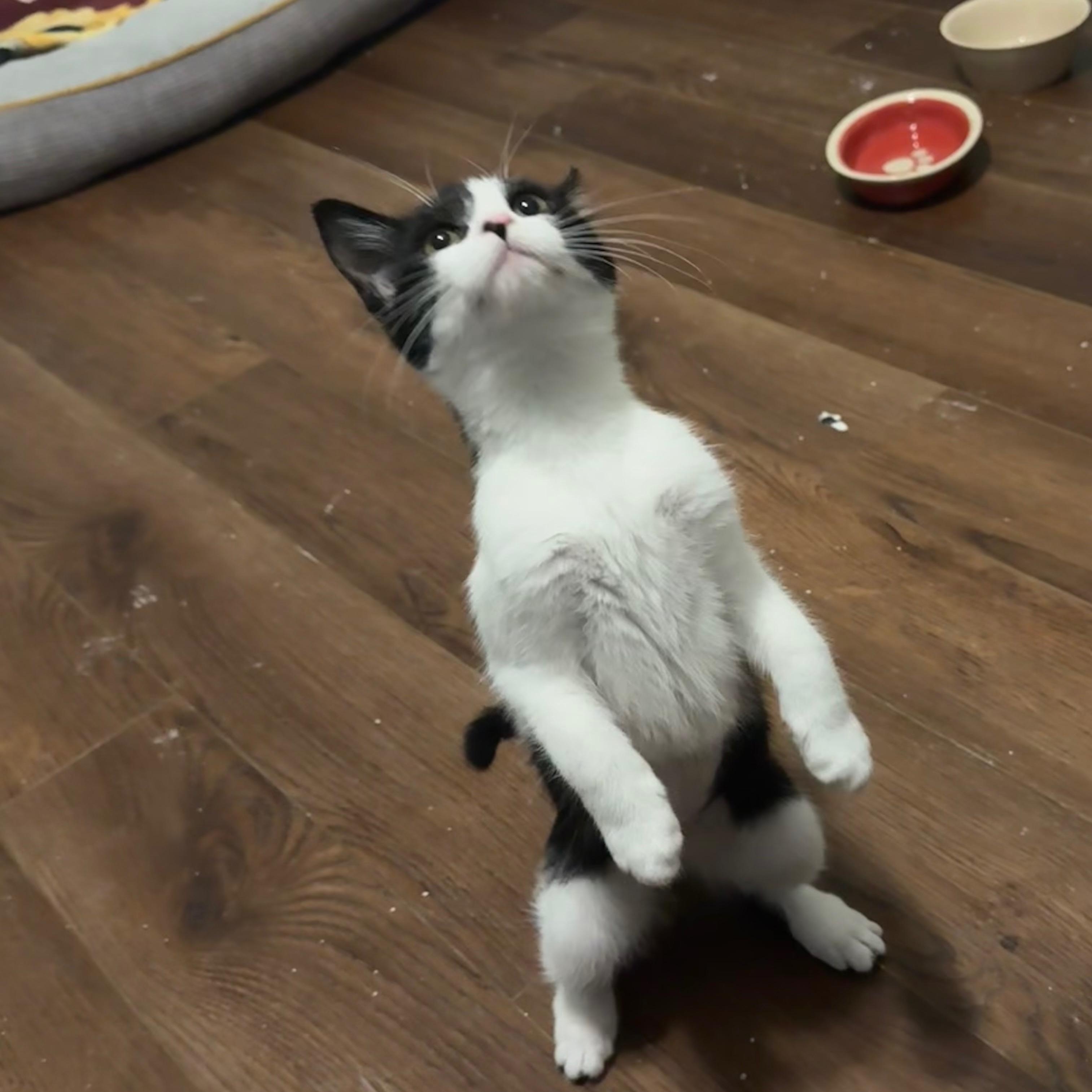 Enlarge Thirteen, a ADOPTABLE Domestic Short Hair in Mississippi State, MS image 3/5