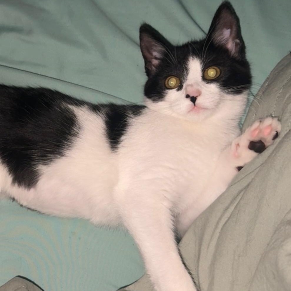 Thirteen, ADOPTABLE, Young Female Domestic Short Hair.