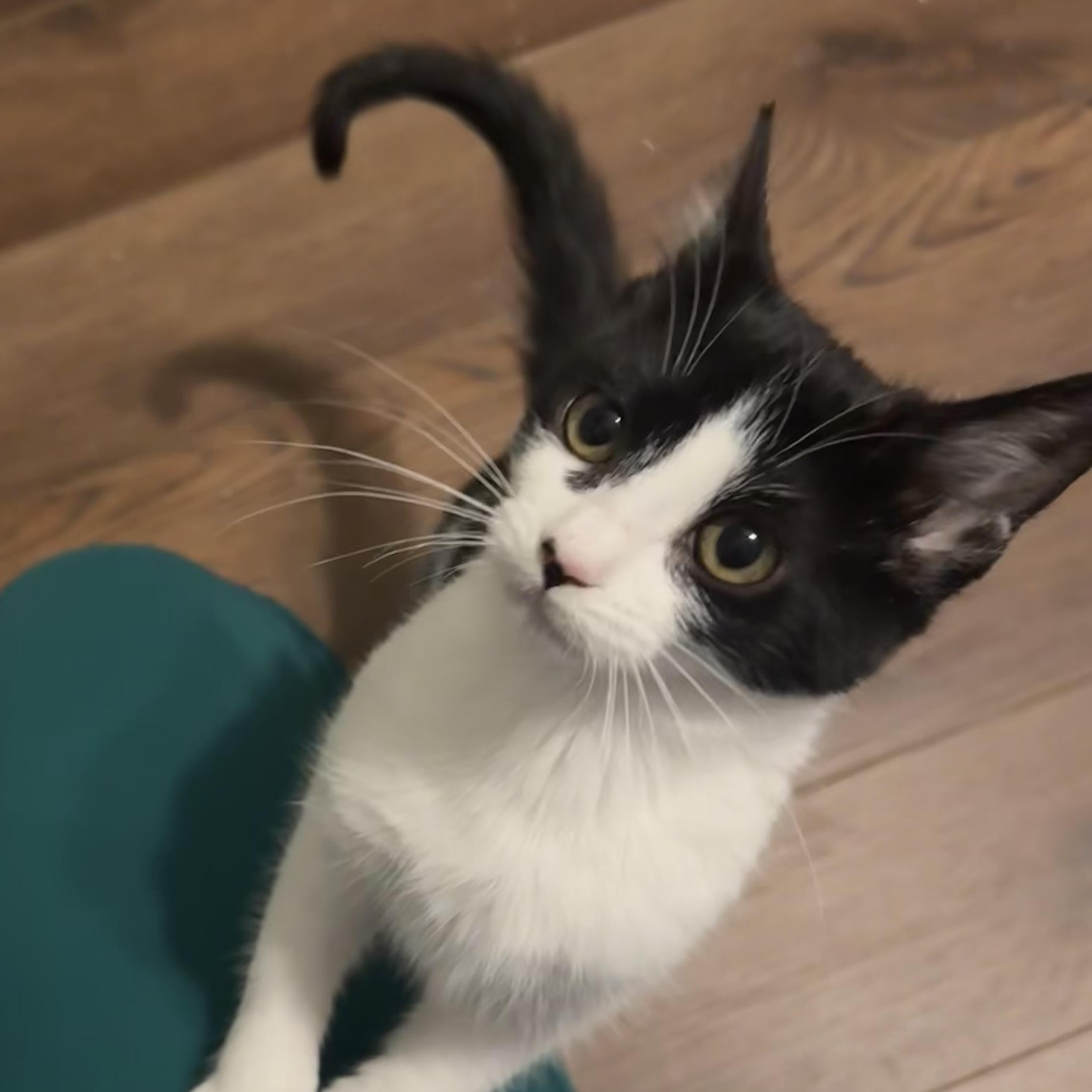 Enlarge Thirteen, a ADOPTABLE Domestic Short Hair in Mississippi State, MS image 2/5