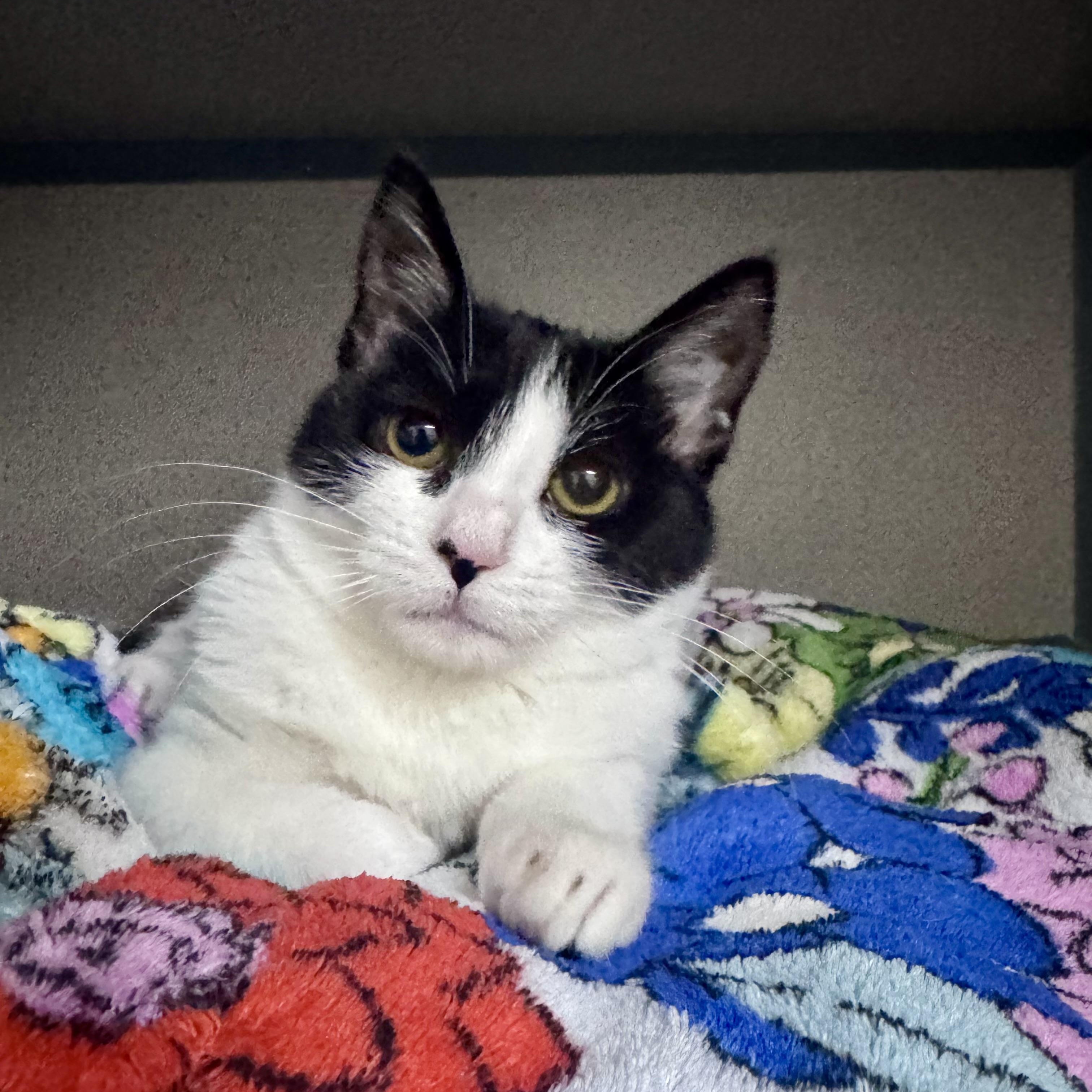 Thirteen, adopted, Young Female Domestic Short Hair.