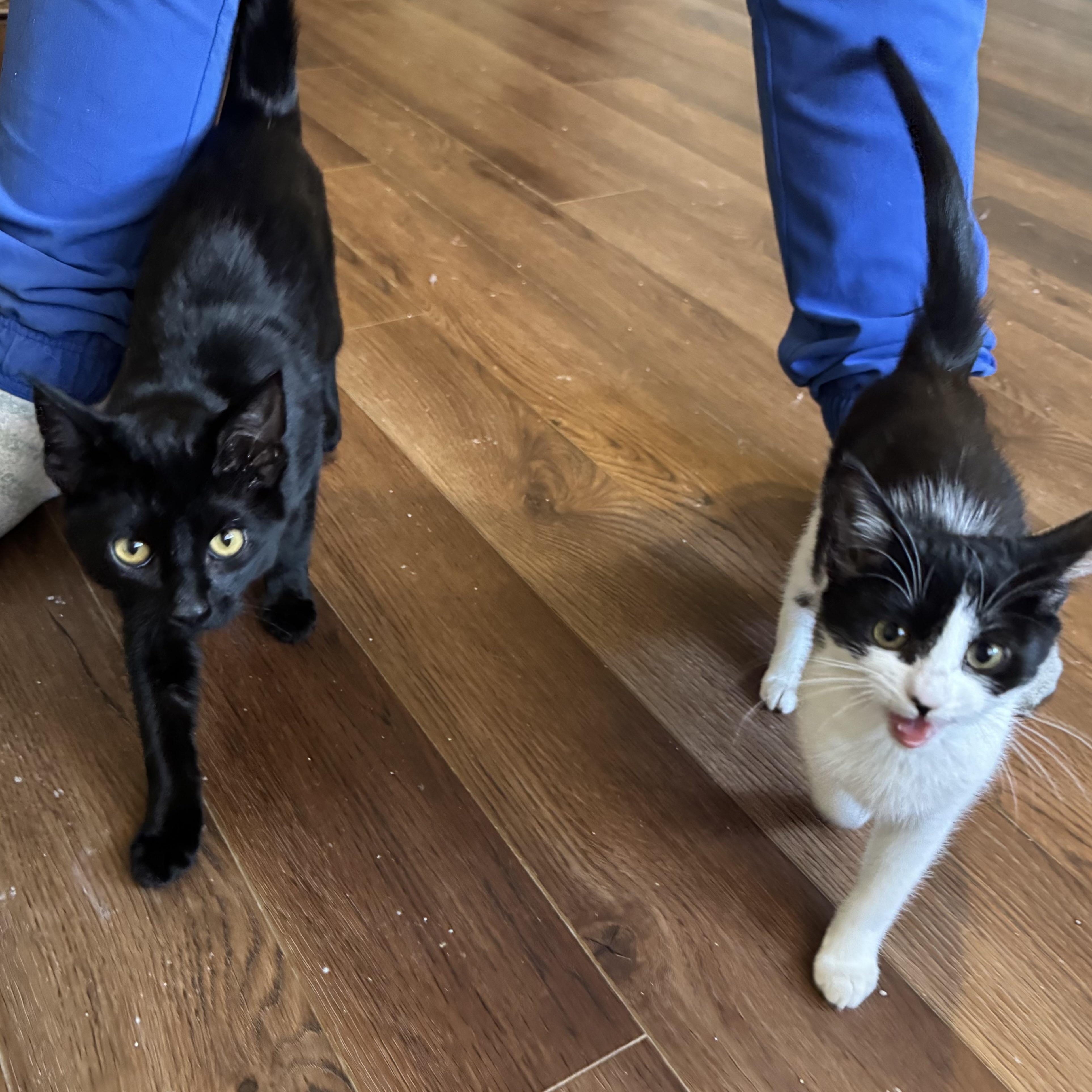 Enlarge Thirteen, a ADOPTABLE Domestic Short Hair in Mississippi State, MS image 5/5