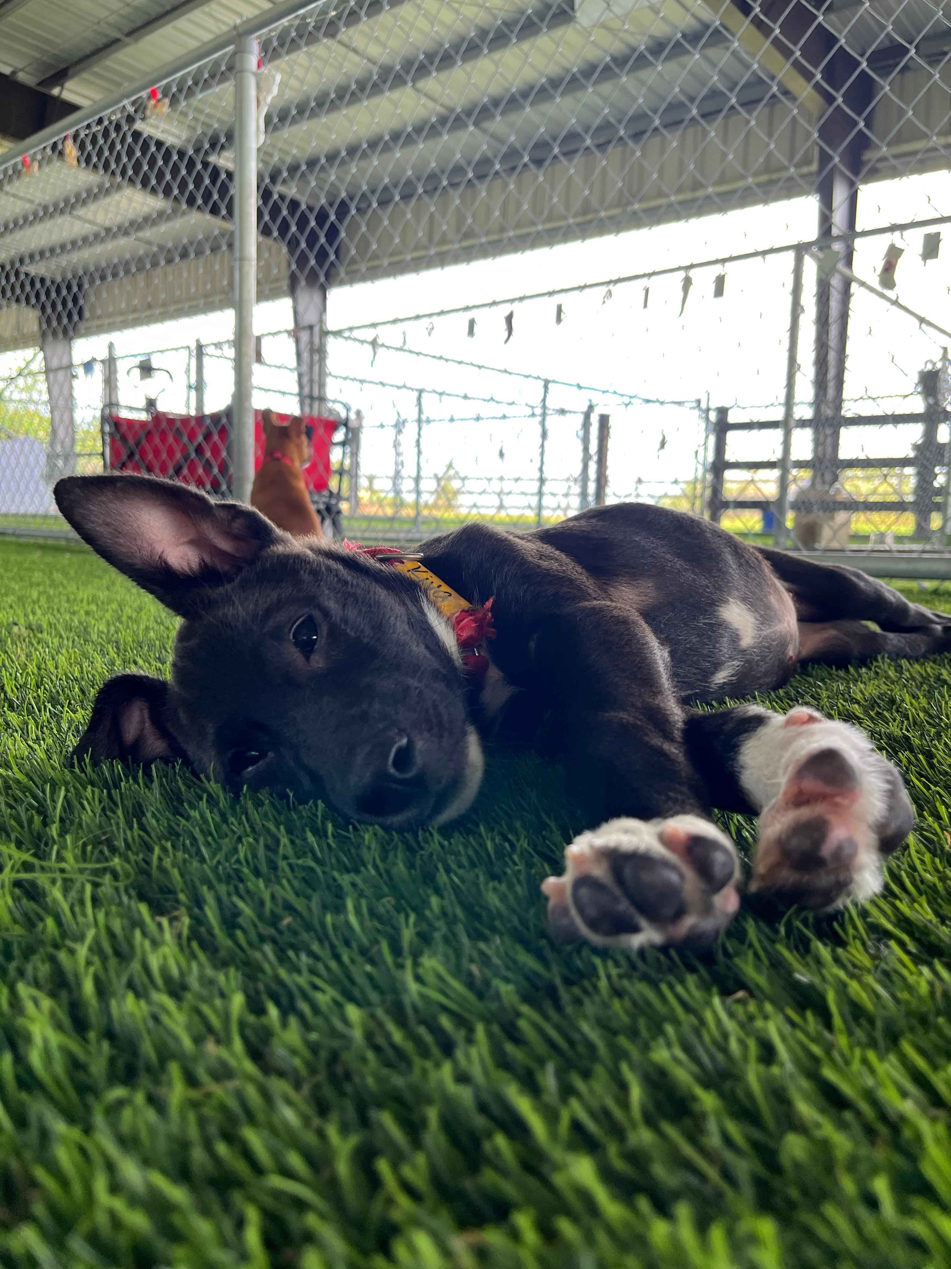 Enlarge Kiva, a ADOPTABLE mixed breed in Brooklyn, NY image 3/4