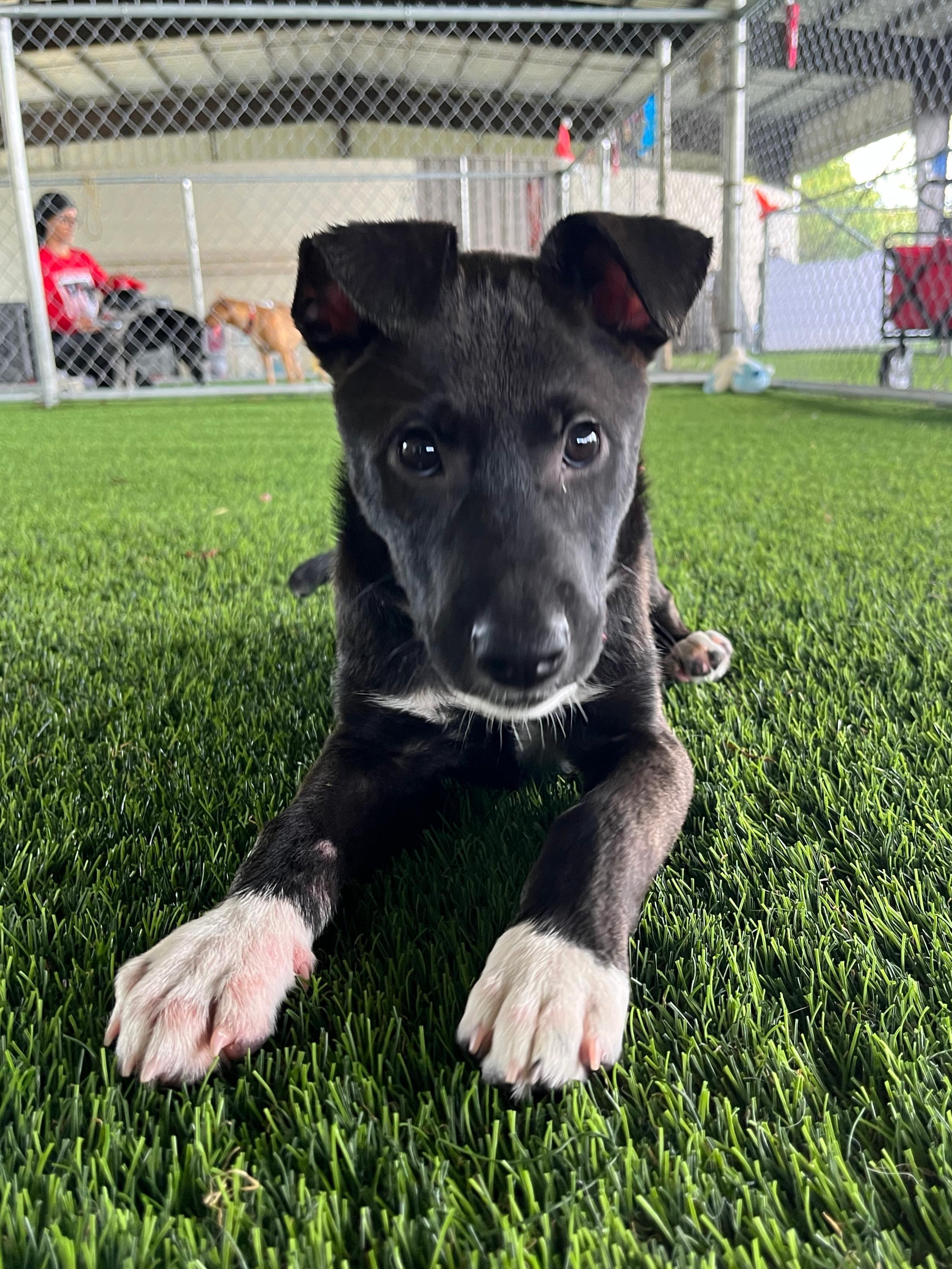 Enlarge Kiva, a ADOPTABLE mixed breed in Brooklyn, NY image 2/4