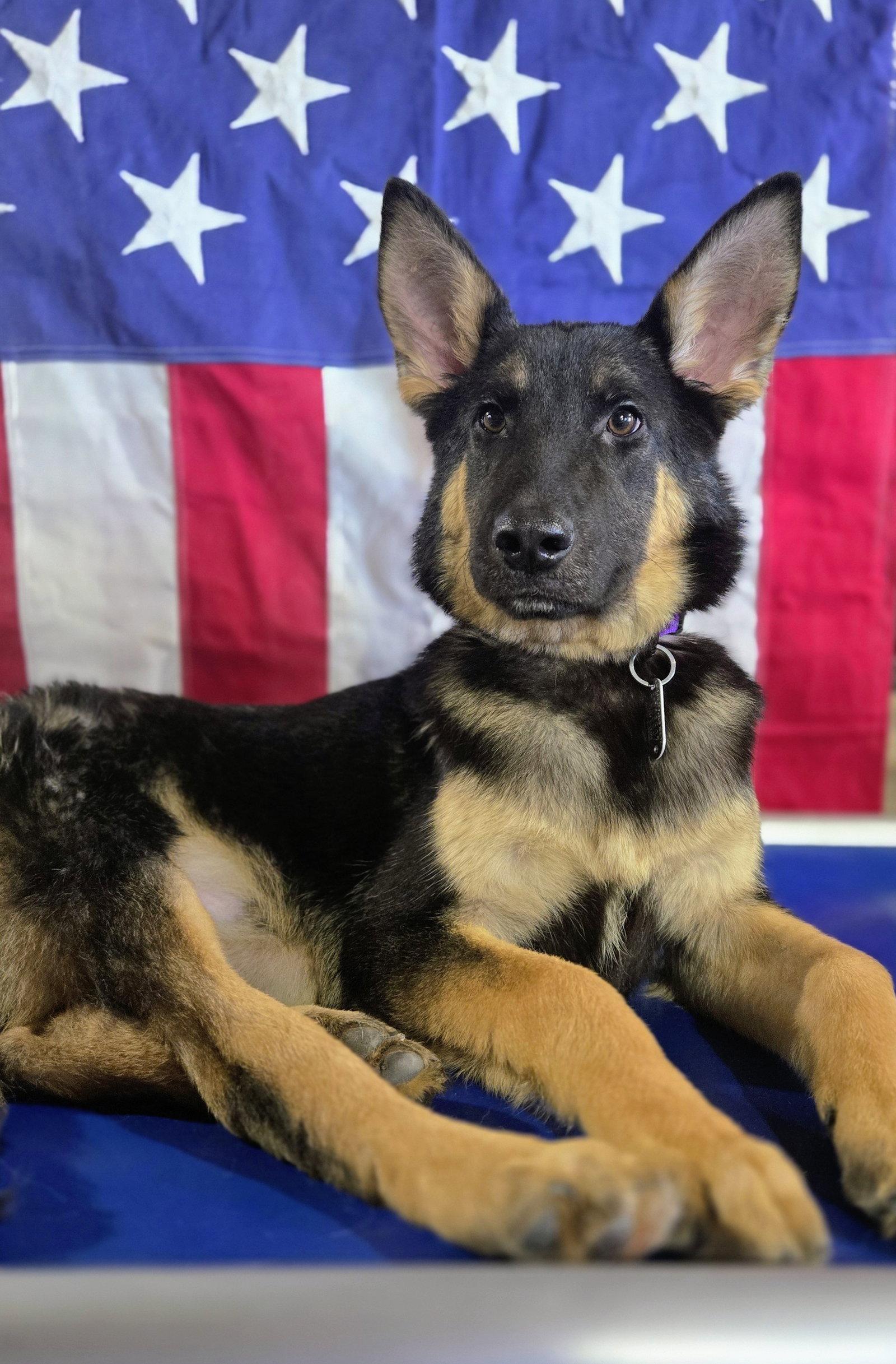 Enlarge Yannis 6986, a Adoptable German Shepherd Dog in Centreville, VA image 1/3