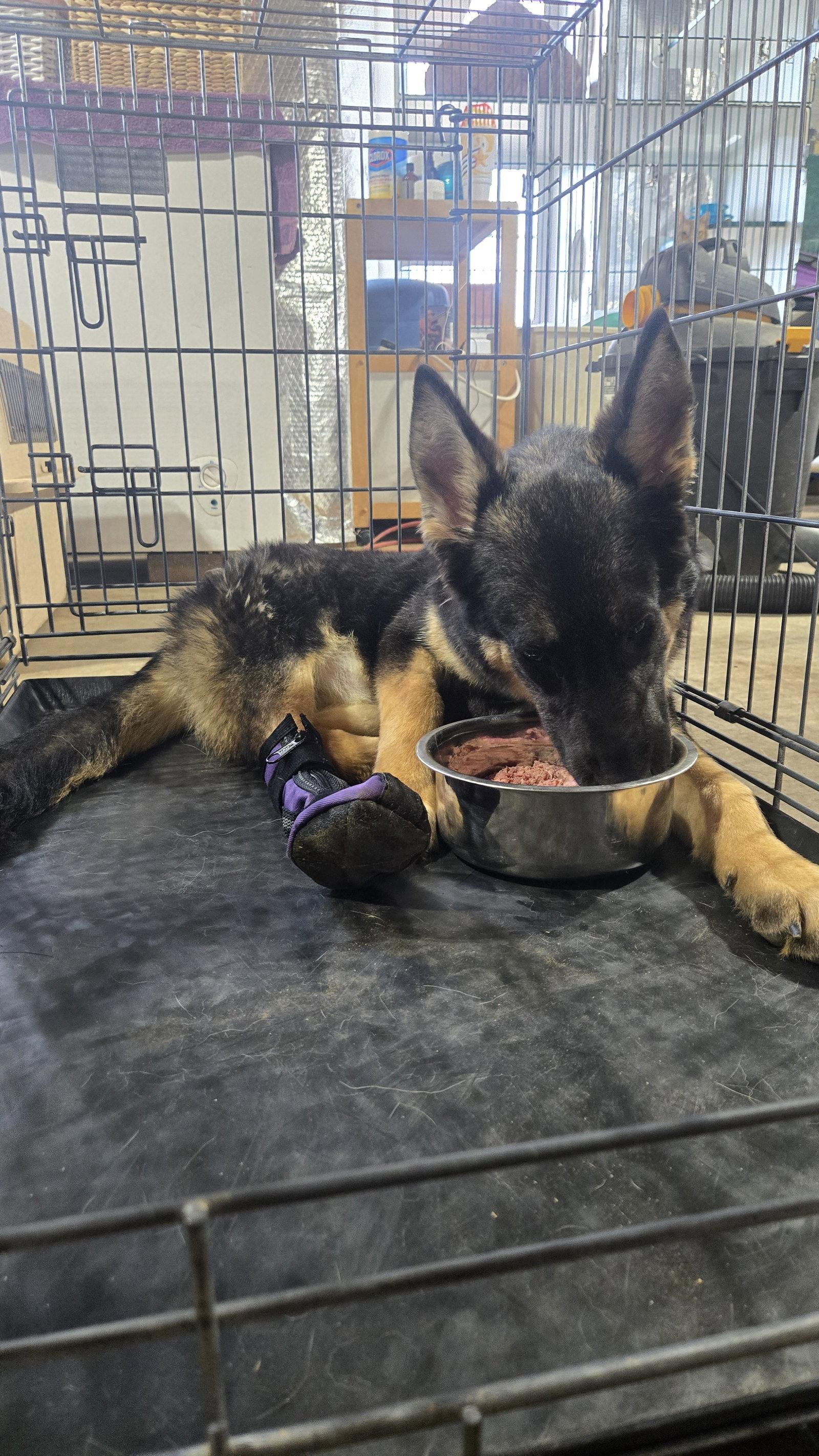 Enlarge Yannis 6986, a Adoptable German Shepherd Dog in Centreville, VA image 2/3