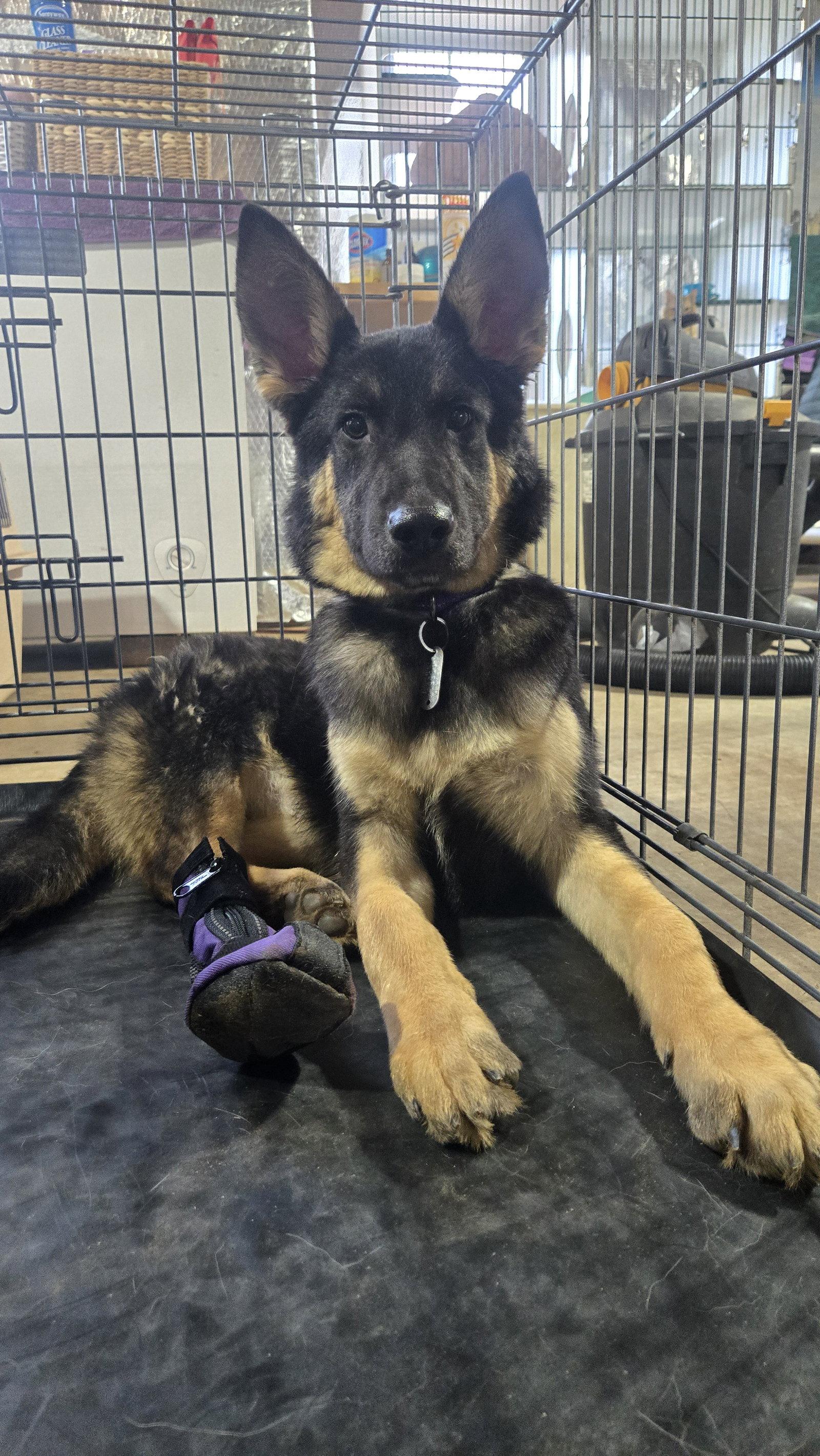 Enlarge Yannis 6986, a Adoptable German Shepherd Dog in Centreville, VA image 3/3
