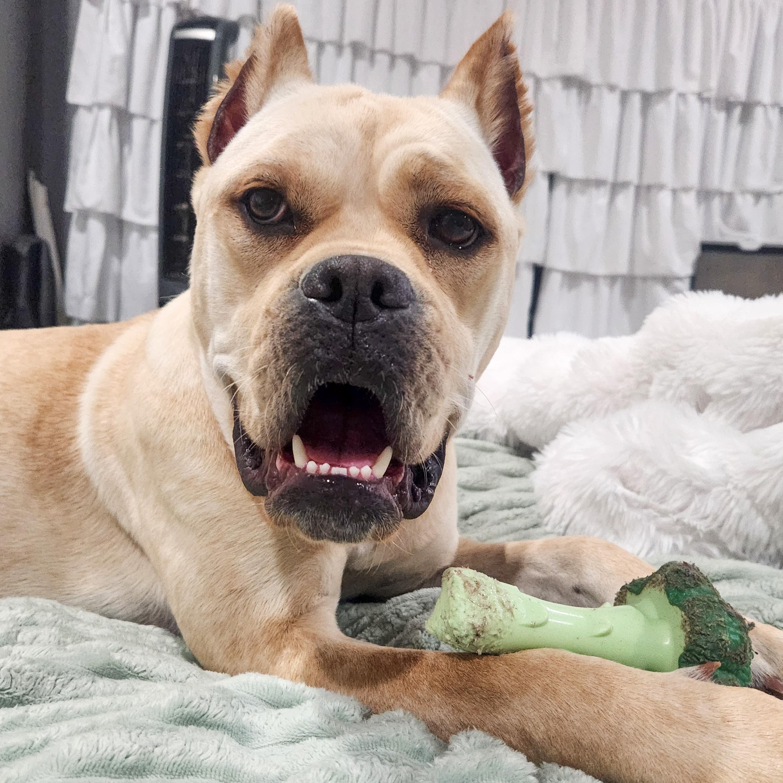 Piper Squishy Lovebug, Adoptable, Young Female Cane Corso & Boxer.