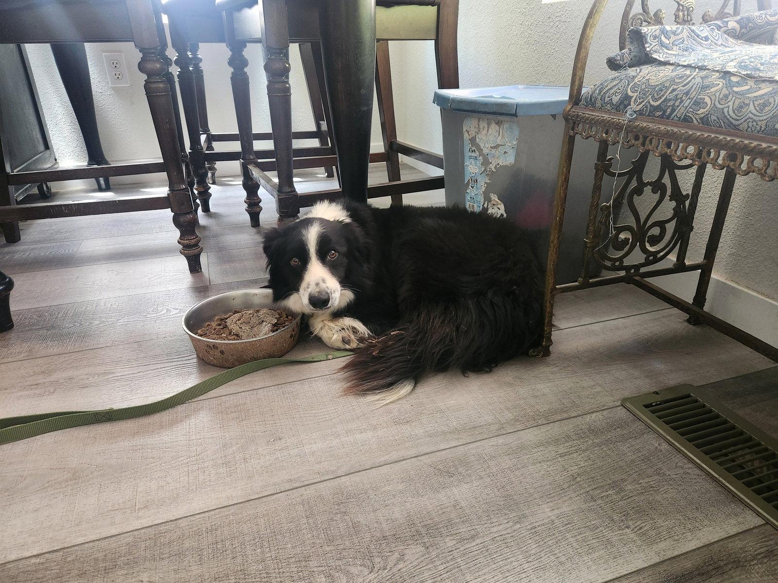 Sadie, Adopted, Young Female Border Collie.