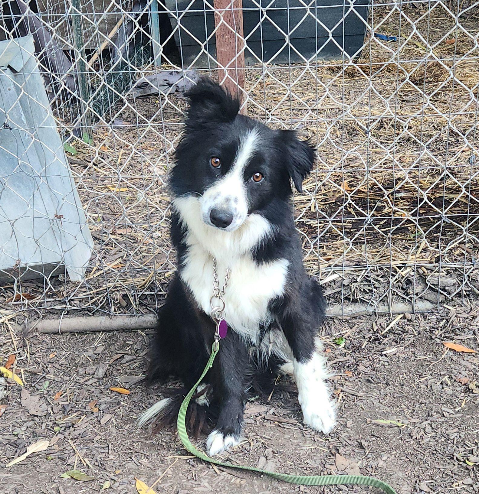 Sadie, a Adopted Border Collie in Paso Robles, CA image 2/3