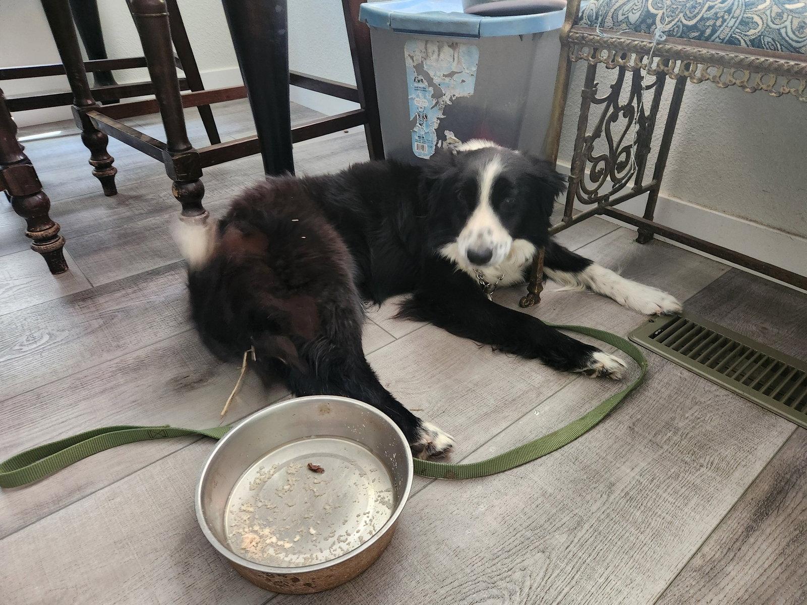 Sadie, a Adopted Border Collie in Paso Robles, CA image 3/3