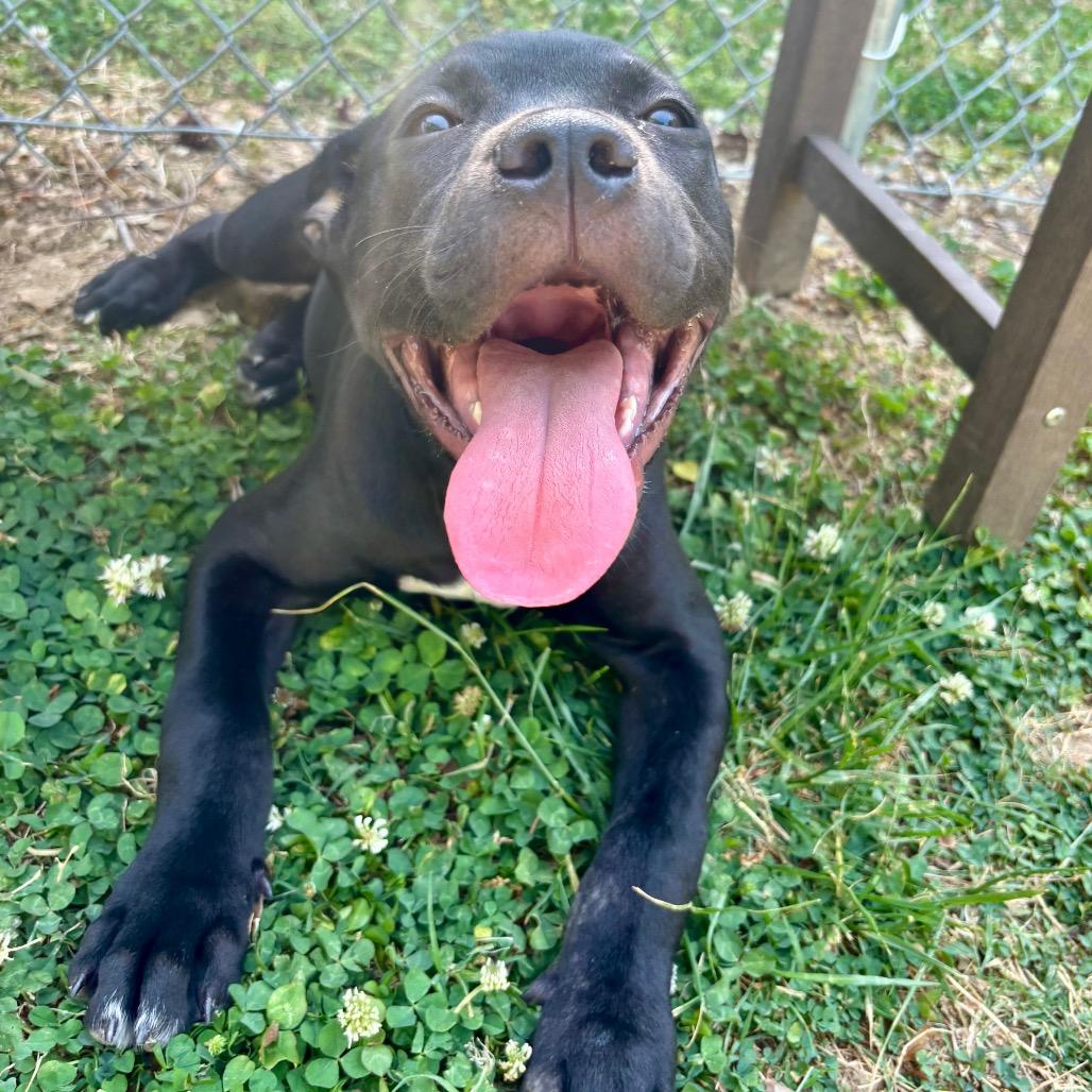 Enlarge Shadow, a Adoptable mixed breed in Roxboro, NC image 1/6