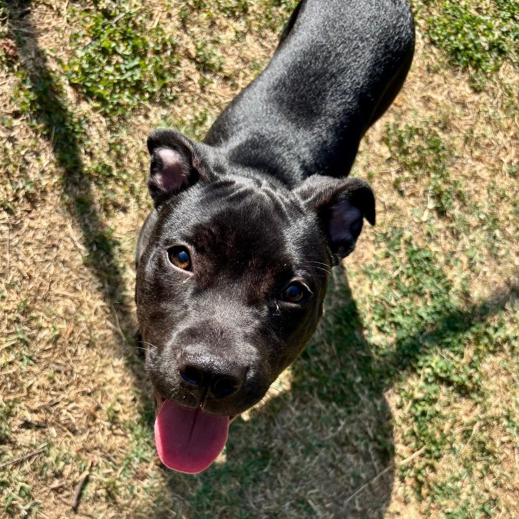 Enlarge Shadow, a Adoptable mixed breed in Roxboro, NC image 2/6