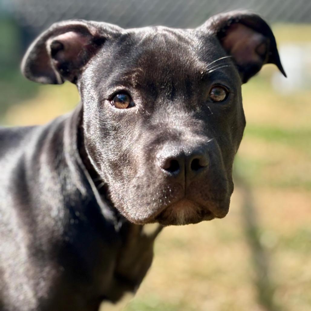 Enlarge Shadow, a Adoptable mixed breed in Roxboro, NC image 3/6