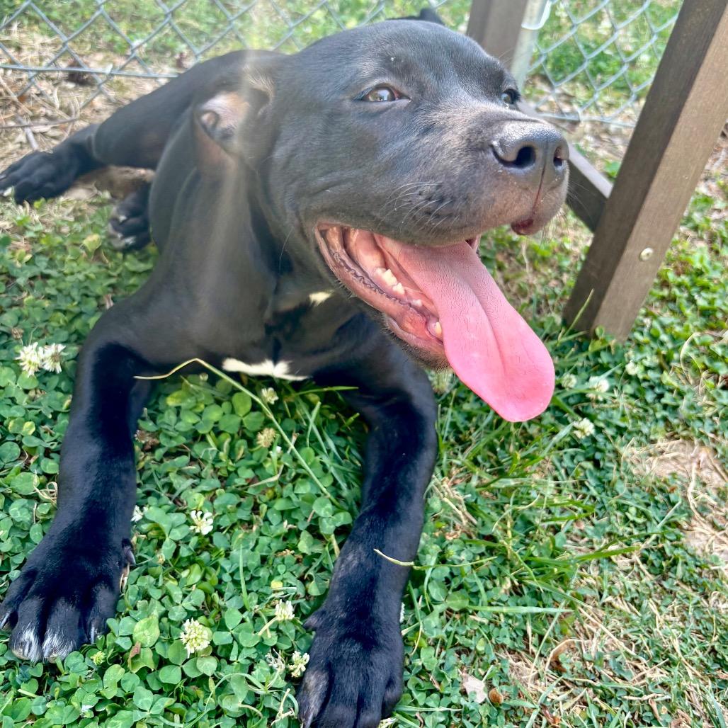 Enlarge Shadow, a Adoptable mixed breed in Roxboro, NC image 4/6