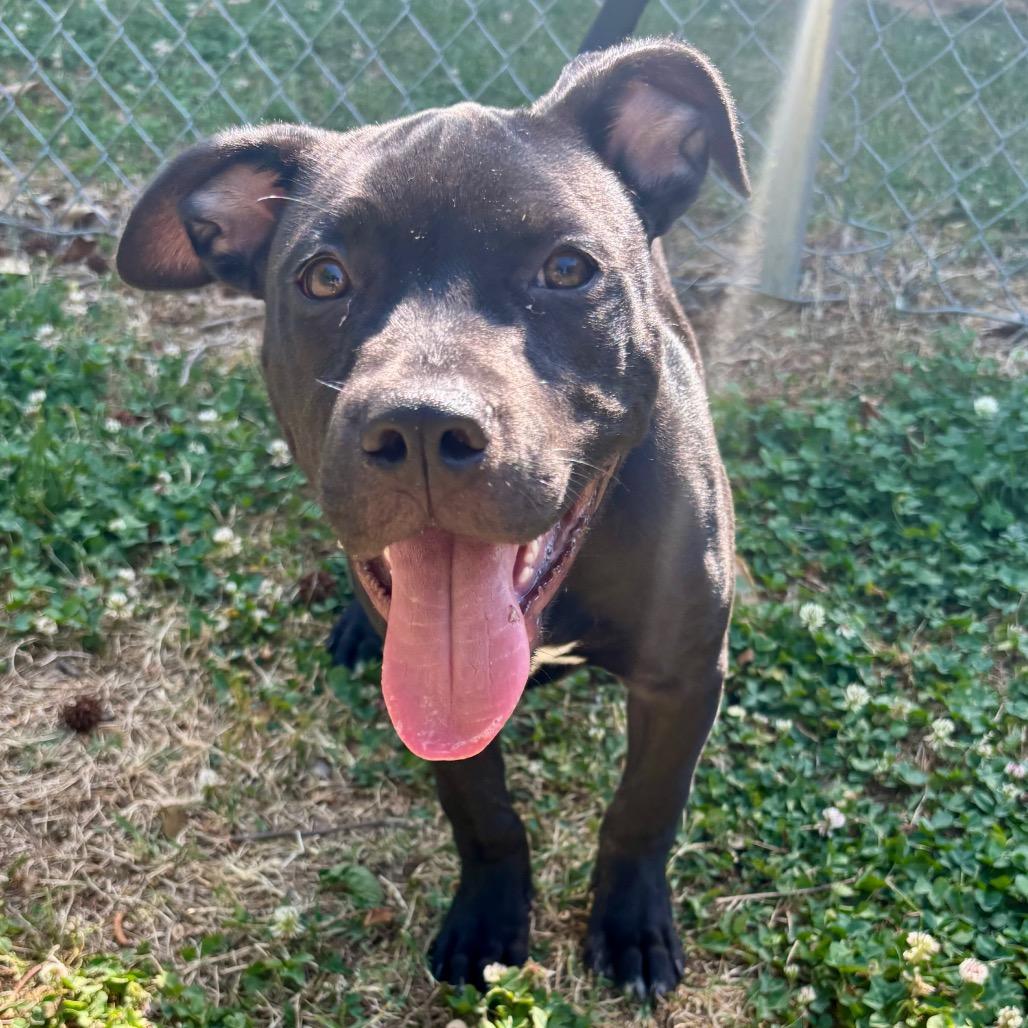 Enlarge Shadow, a Adoptable mixed breed in Roxboro, NC image 5/6