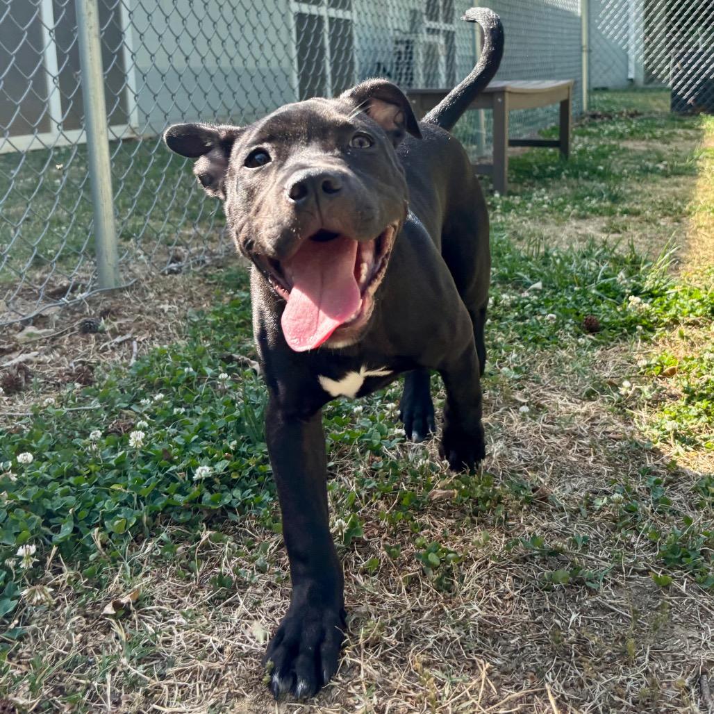 Enlarge Shadow, a Adoptable mixed breed in Roxboro, NC image 6/6