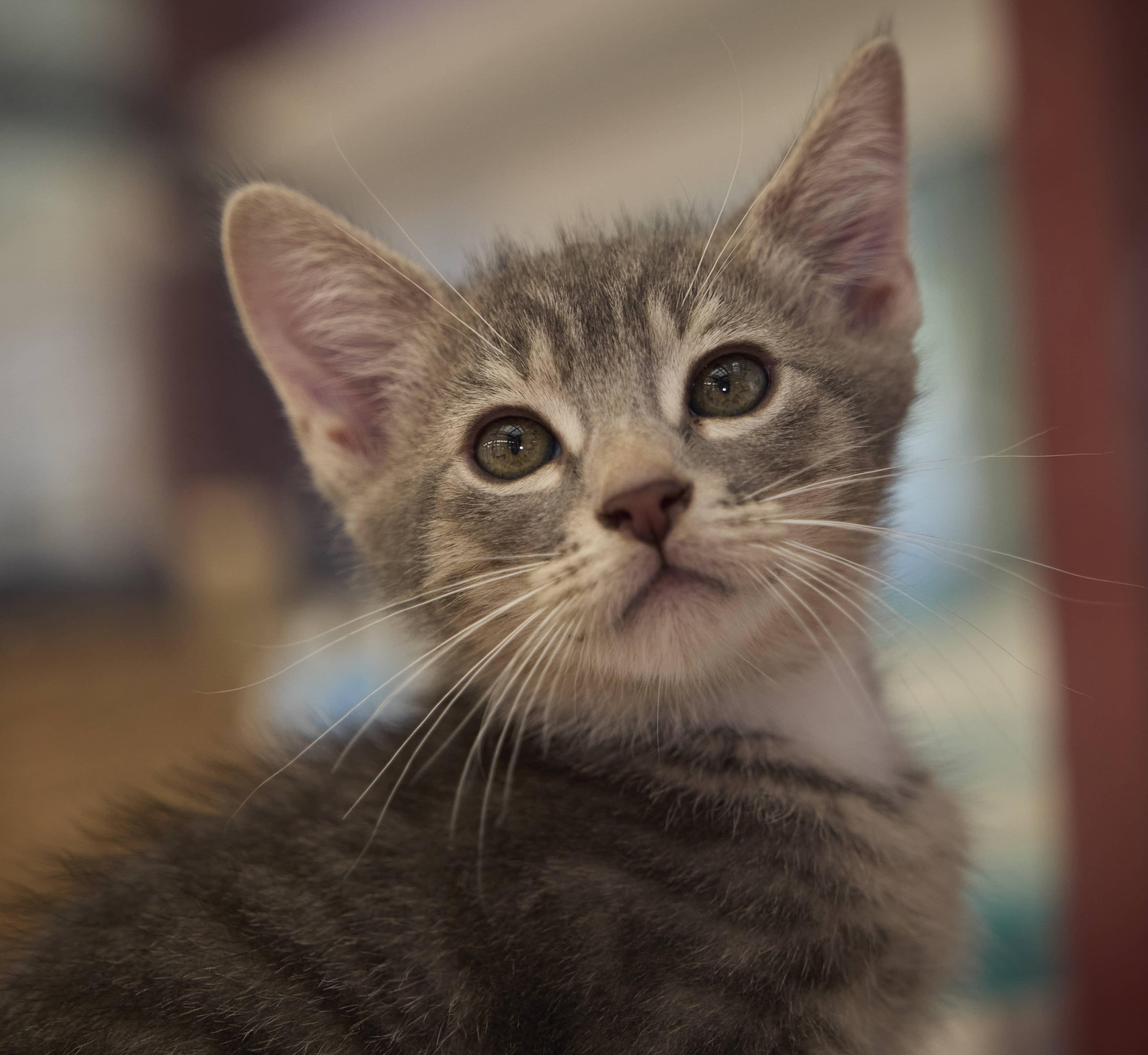 Enlarge Byron, a Adoptable Domestic Medium Hair in Santa Barbara, CA image 2/2