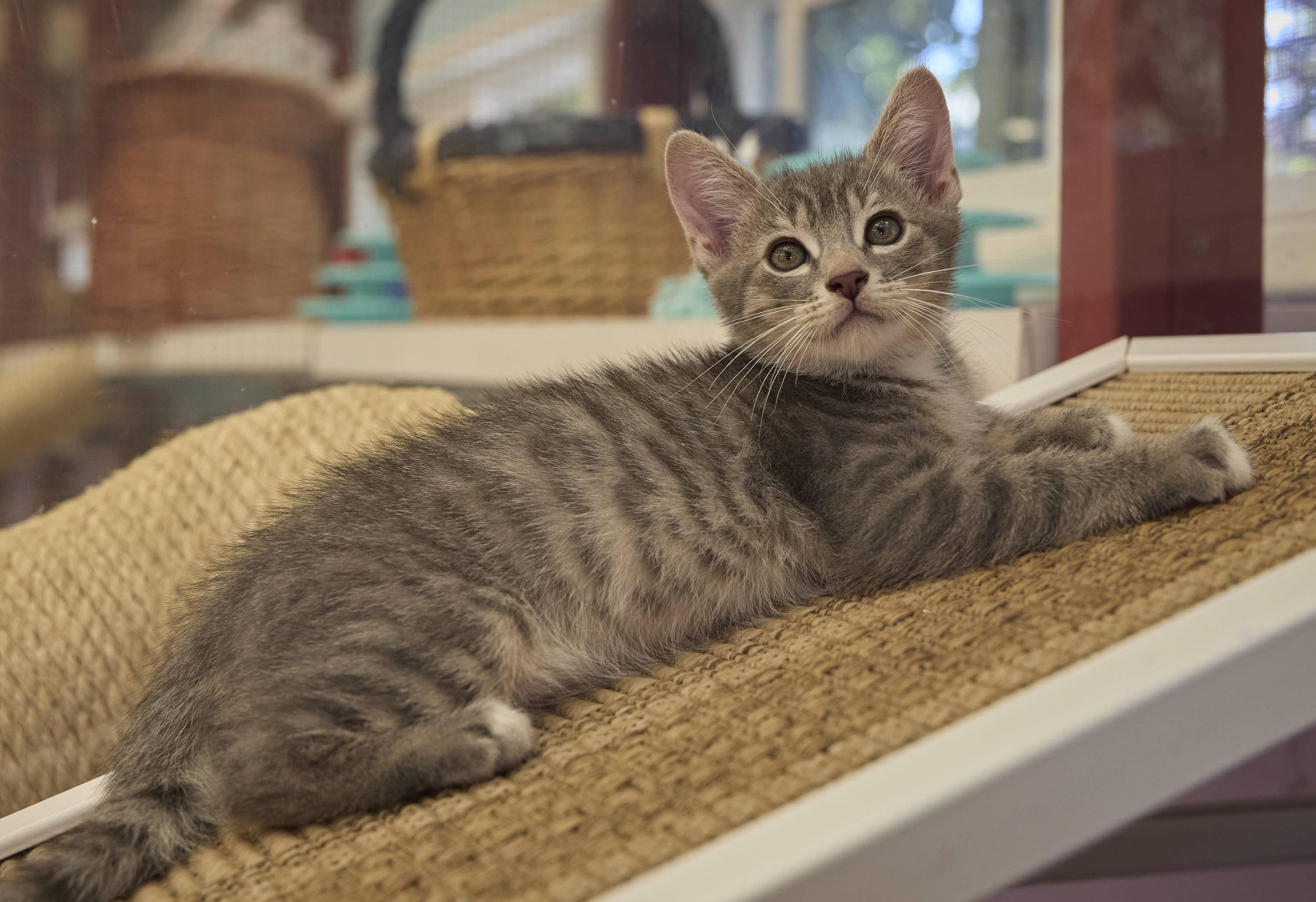 Byron, Adoptable, Kitten Male Domestic Medium Hair.