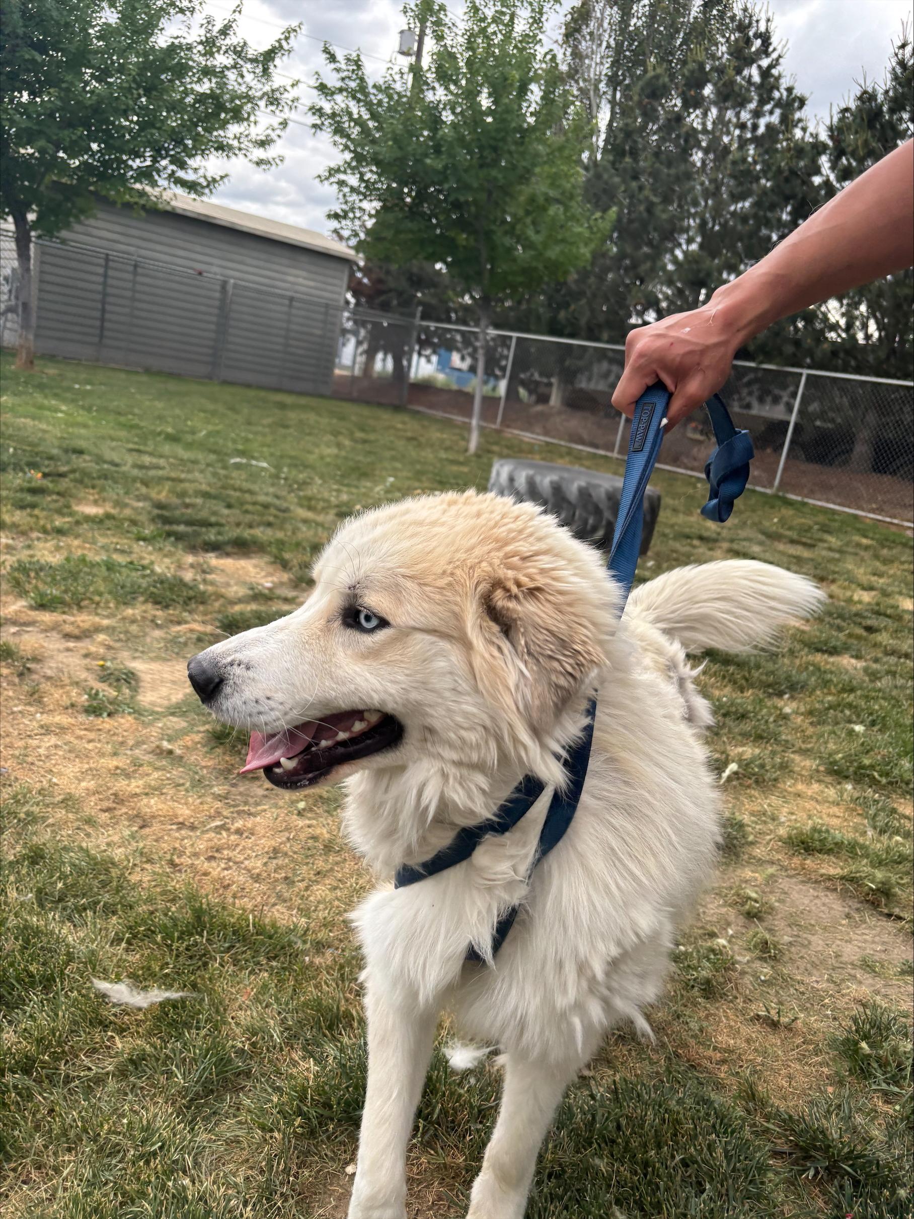 Cody, Adoptable, Adult Male Great Pyrenees.