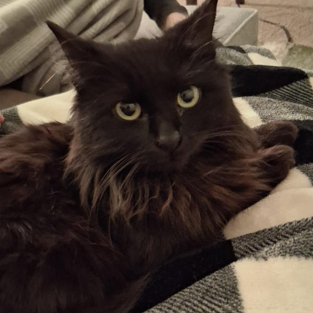 Viridian, Adoptable, Young Female Domestic Long Hair.