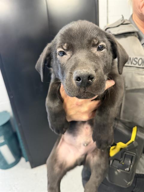 BOY 1, Adoptable, Puppy Male Siberian Husky & Rottweiler.