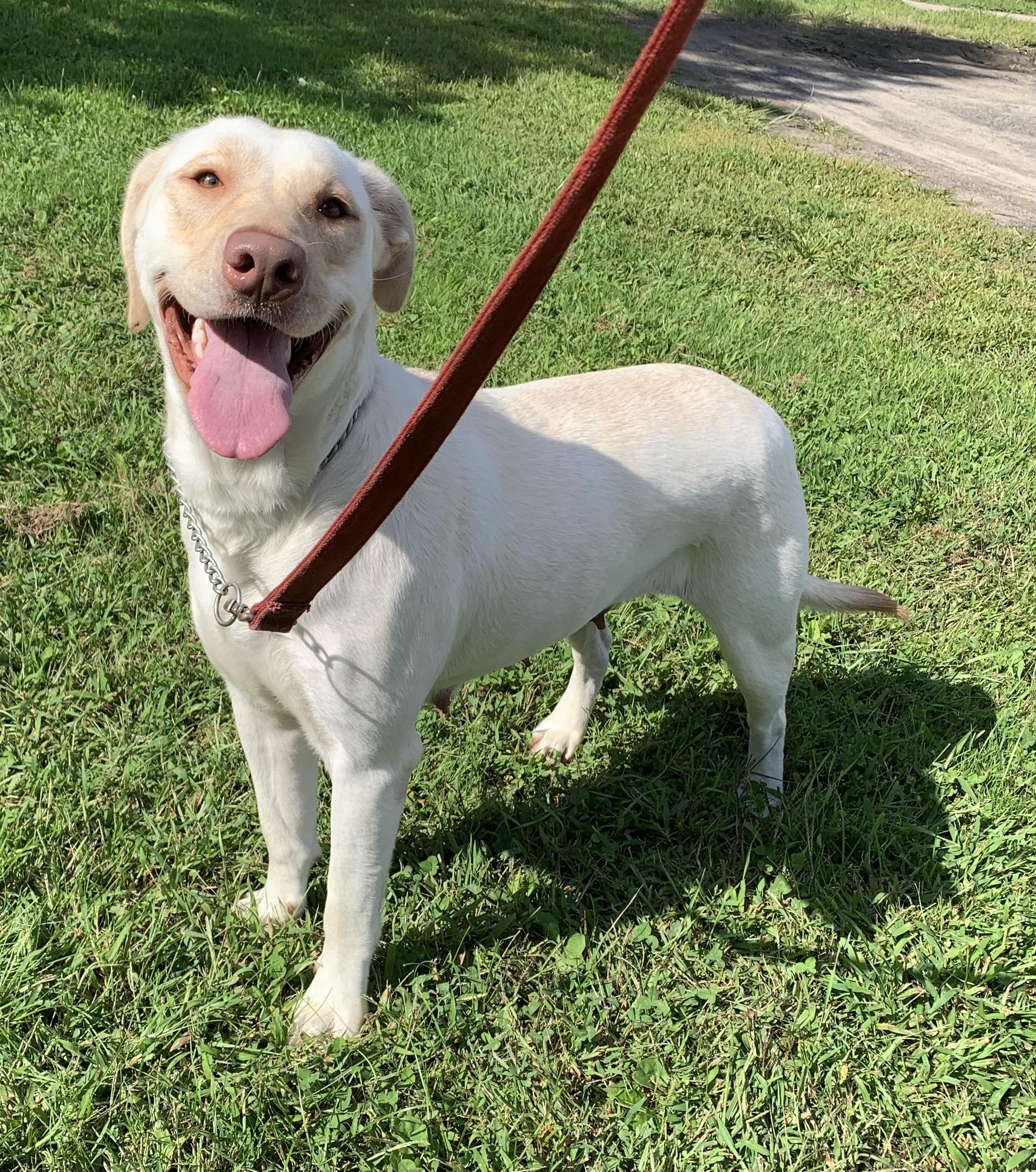 Marlee, ADOPTABLE, Adult Female Yellow Labrador Retriever.
