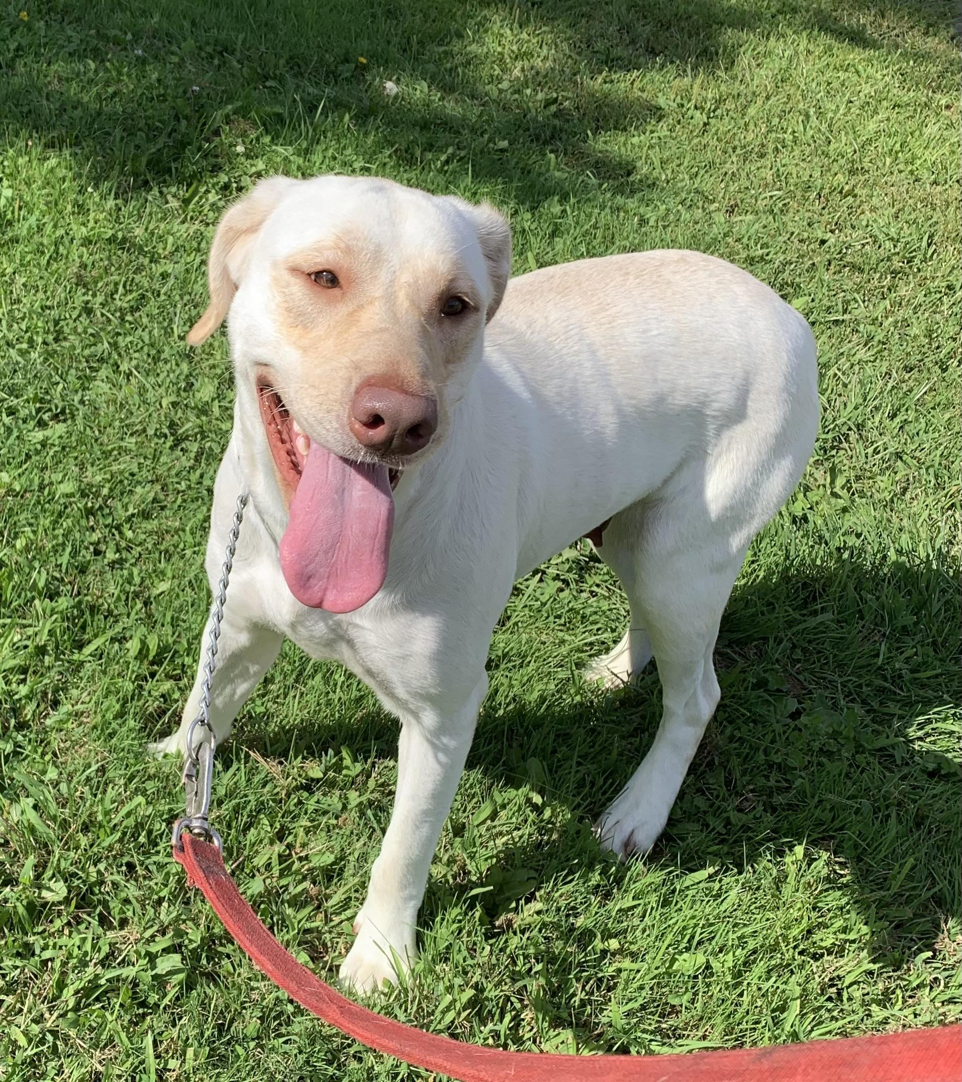 Marlee, a ADOPTABLE Yellow Labrador Retriever in Massena, NY image 3/3