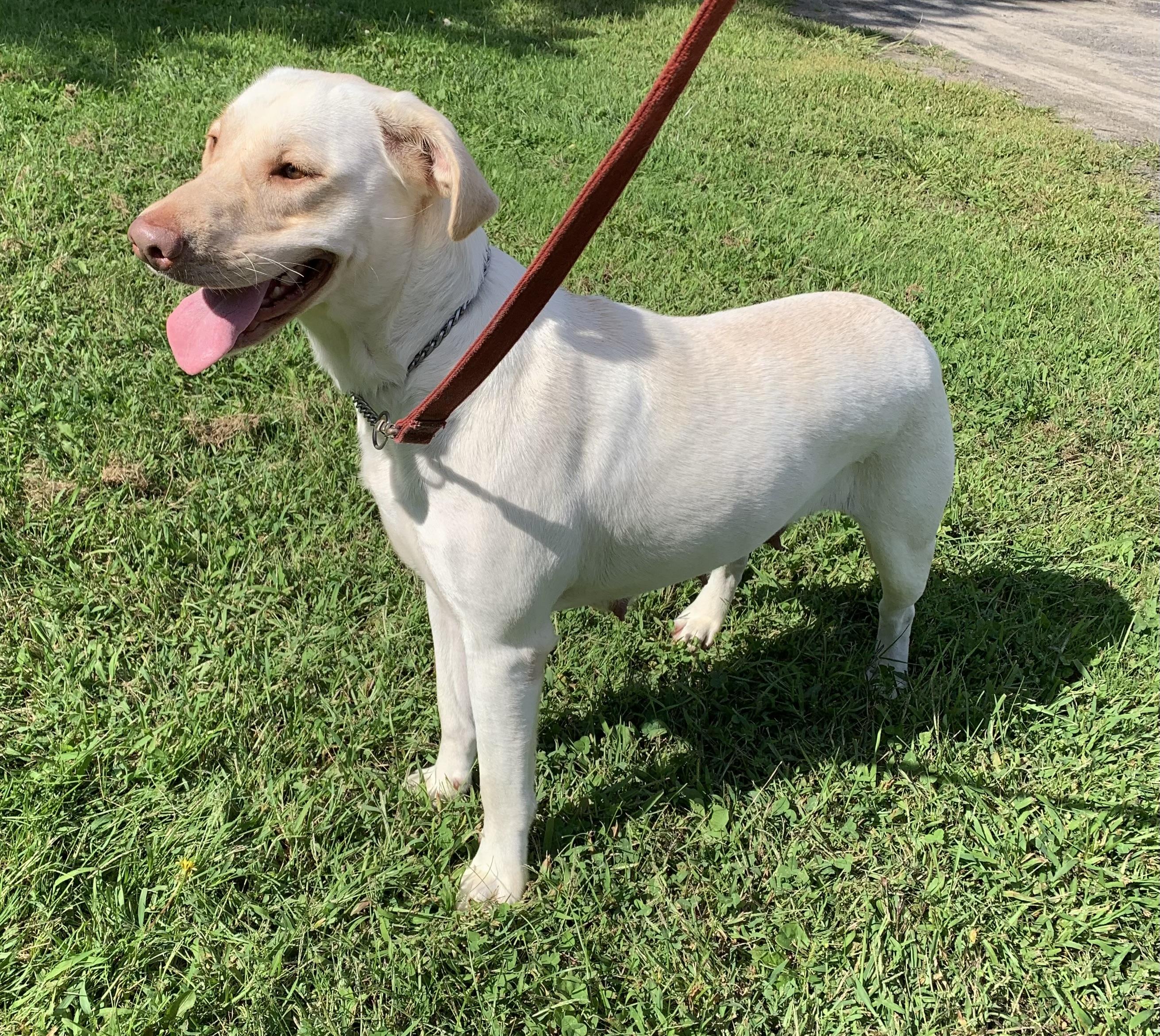 Marlee, a ADOPTABLE Yellow Labrador Retriever in Massena, NY image 2/3
