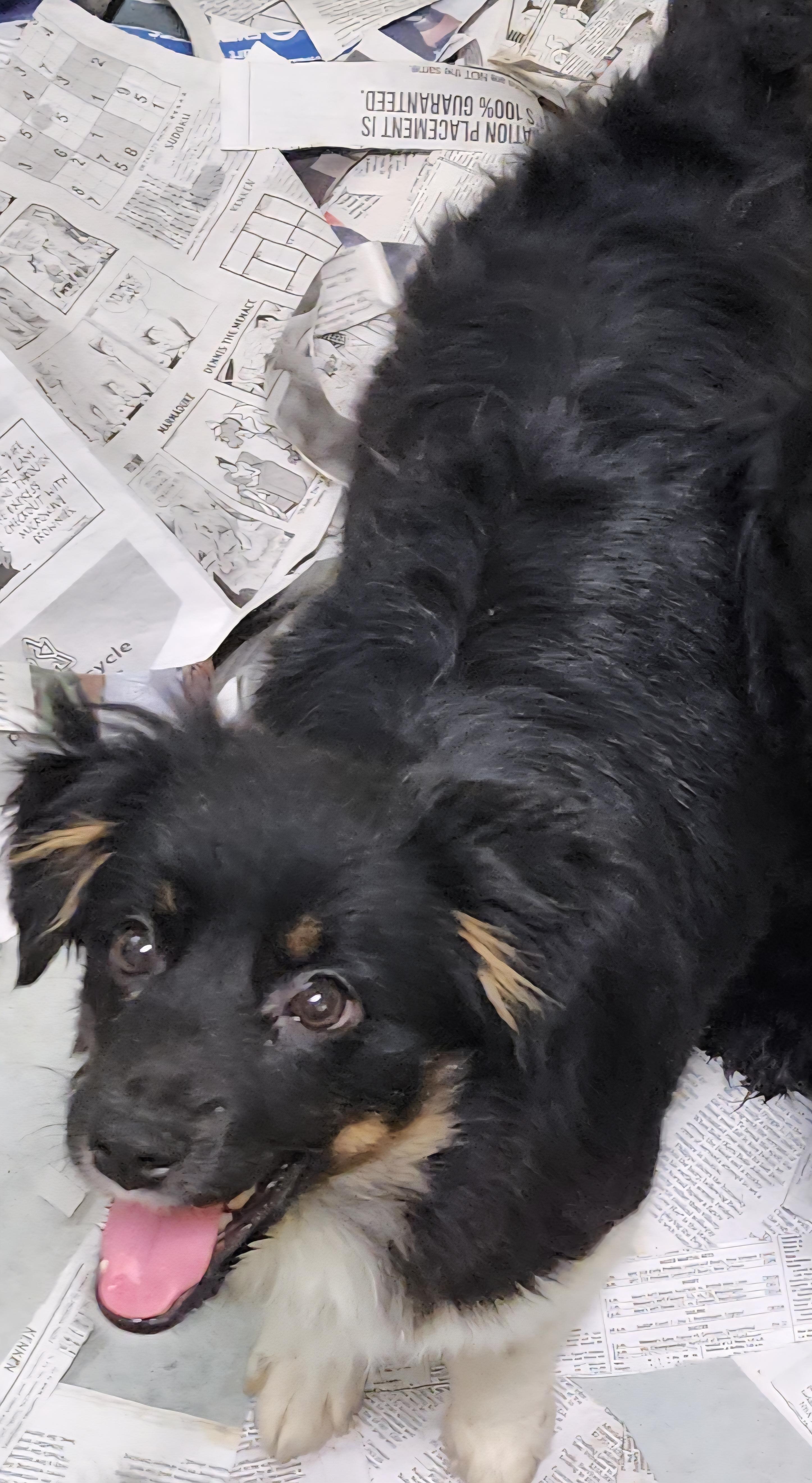 Enlarge Julia, an adopted Australian Shepherd in Momence, IL image 1/1