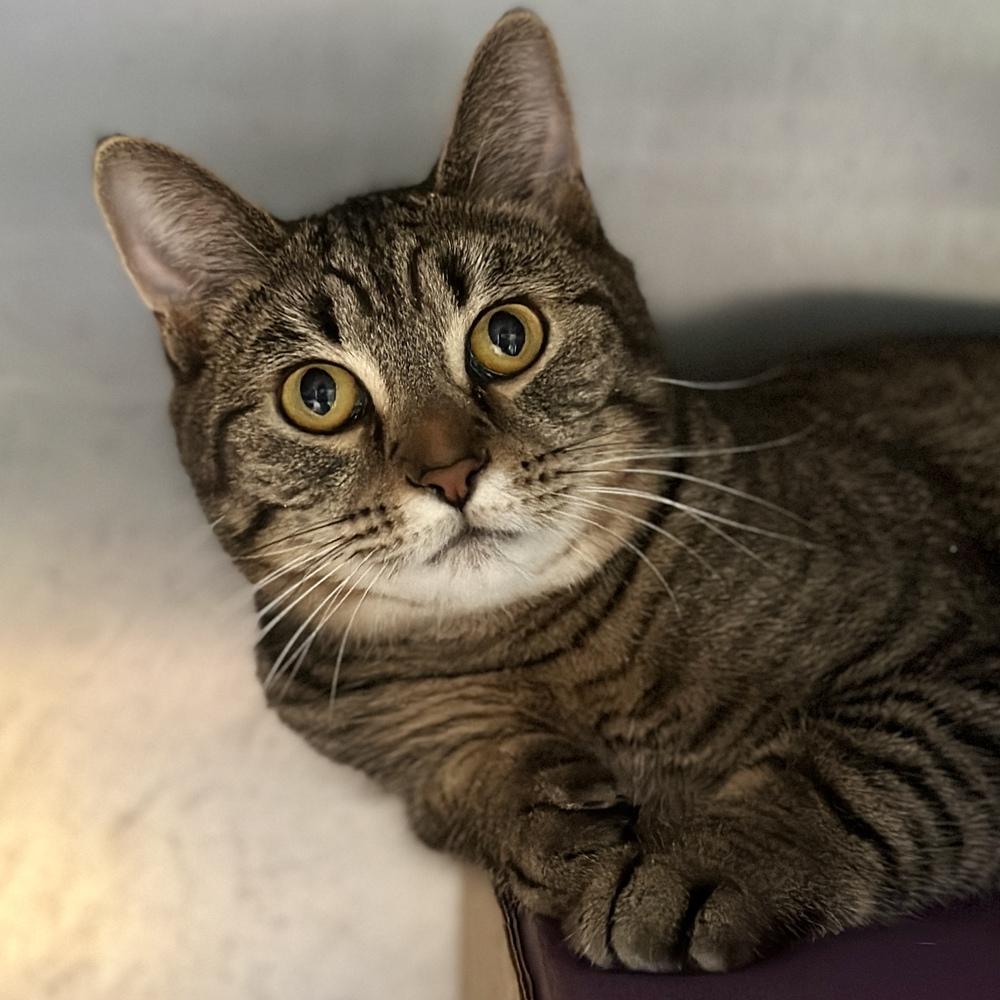 Enlarge Lucy, a Adoptable mixed breed in Columbus, OH image 2/4