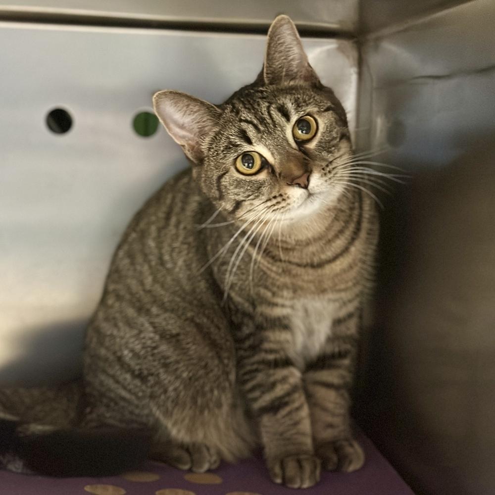 Enlarge Lucy, a Adoptable mixed breed in Columbus, OH image 3/4