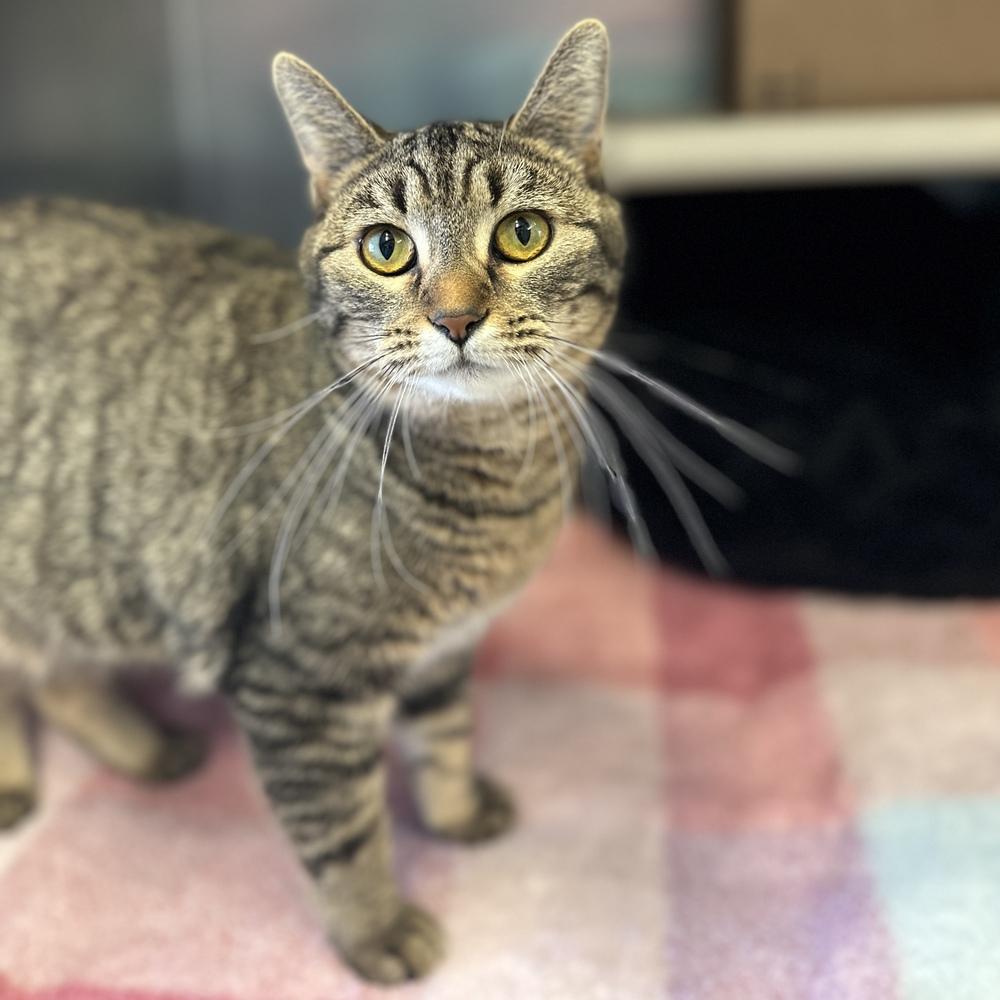 Enlarge Lucy, a Adoptable mixed breed in Columbus, OH image 4/4