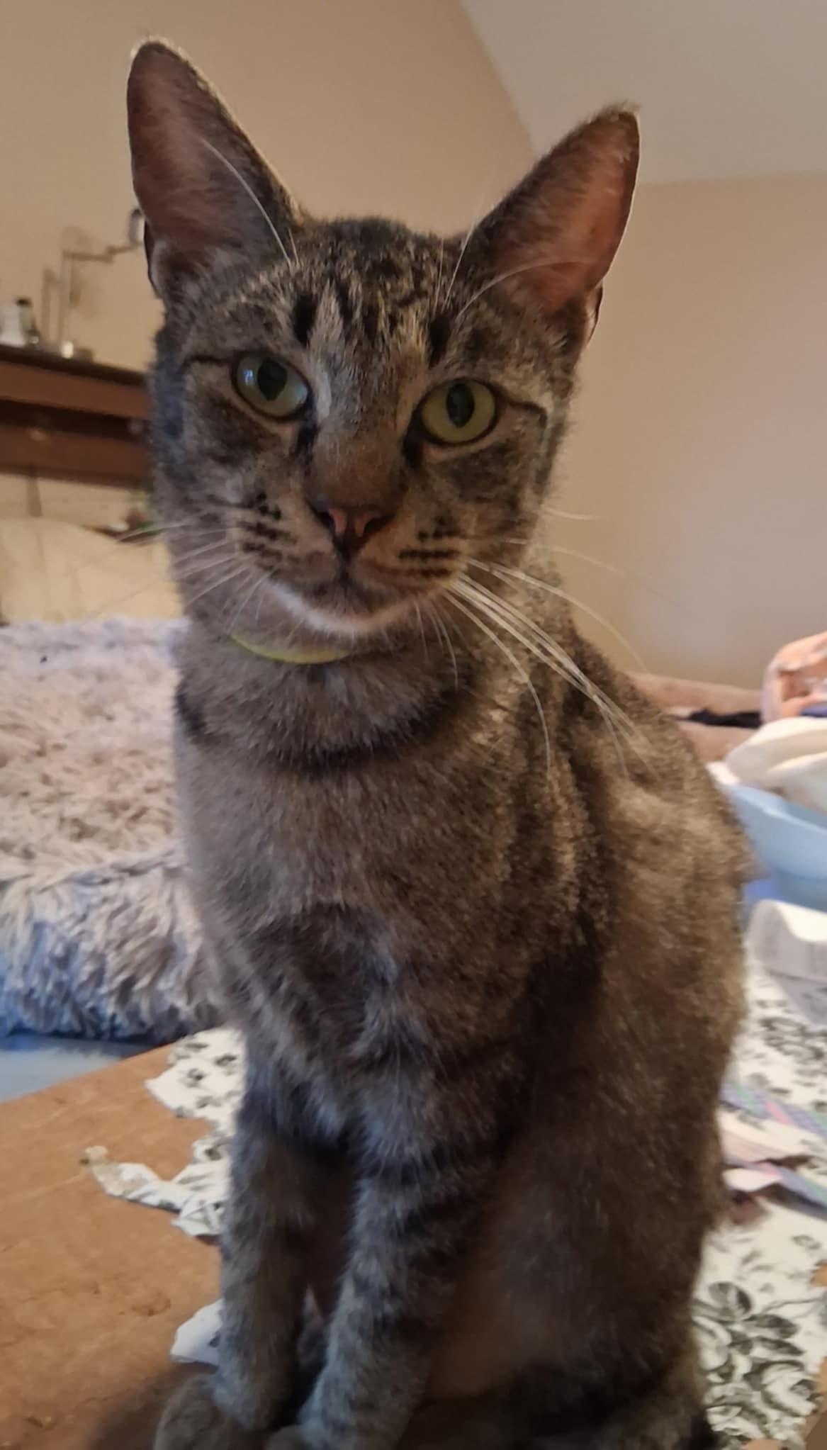 Matrix, Adoptable, Adult Male Domestic Short Hair.