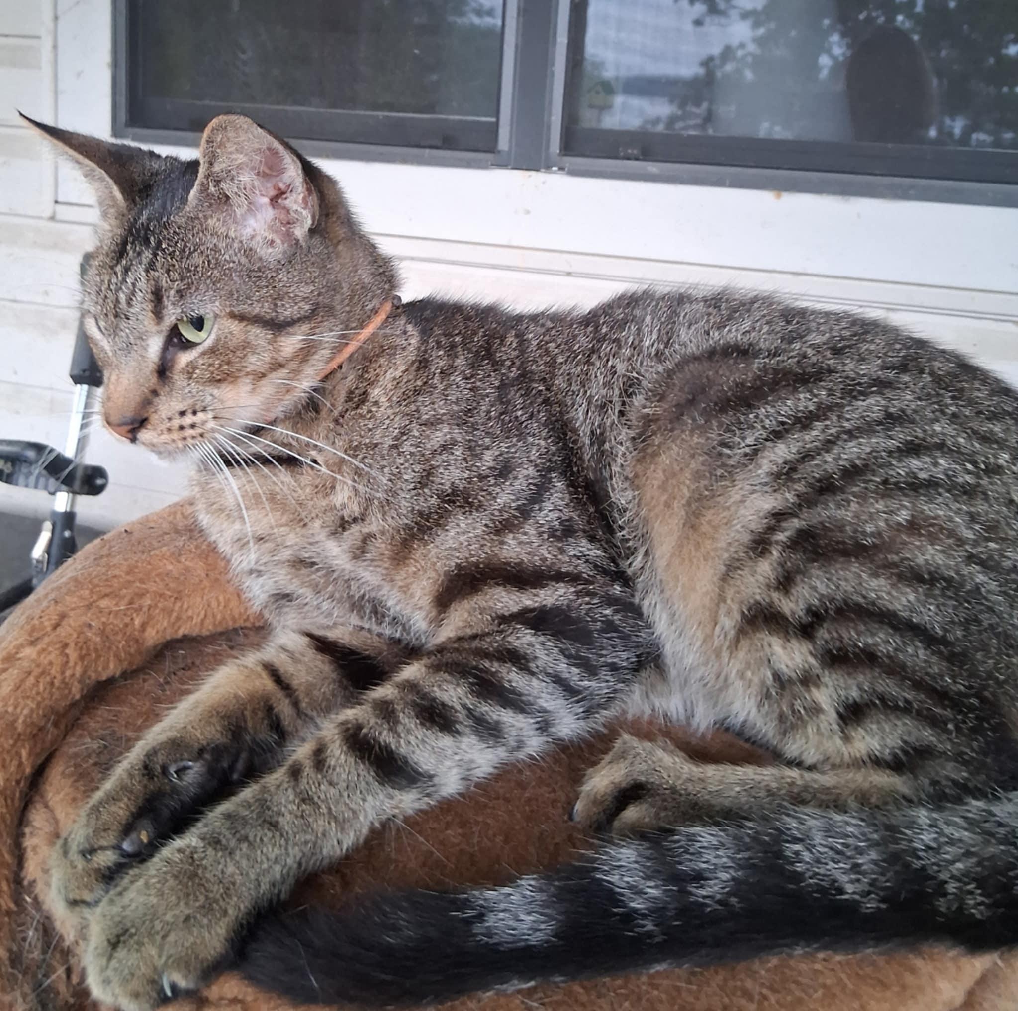 Matrix, a Adoptable Domestic Short Hair in Mount Pleasant, TX image 2/2