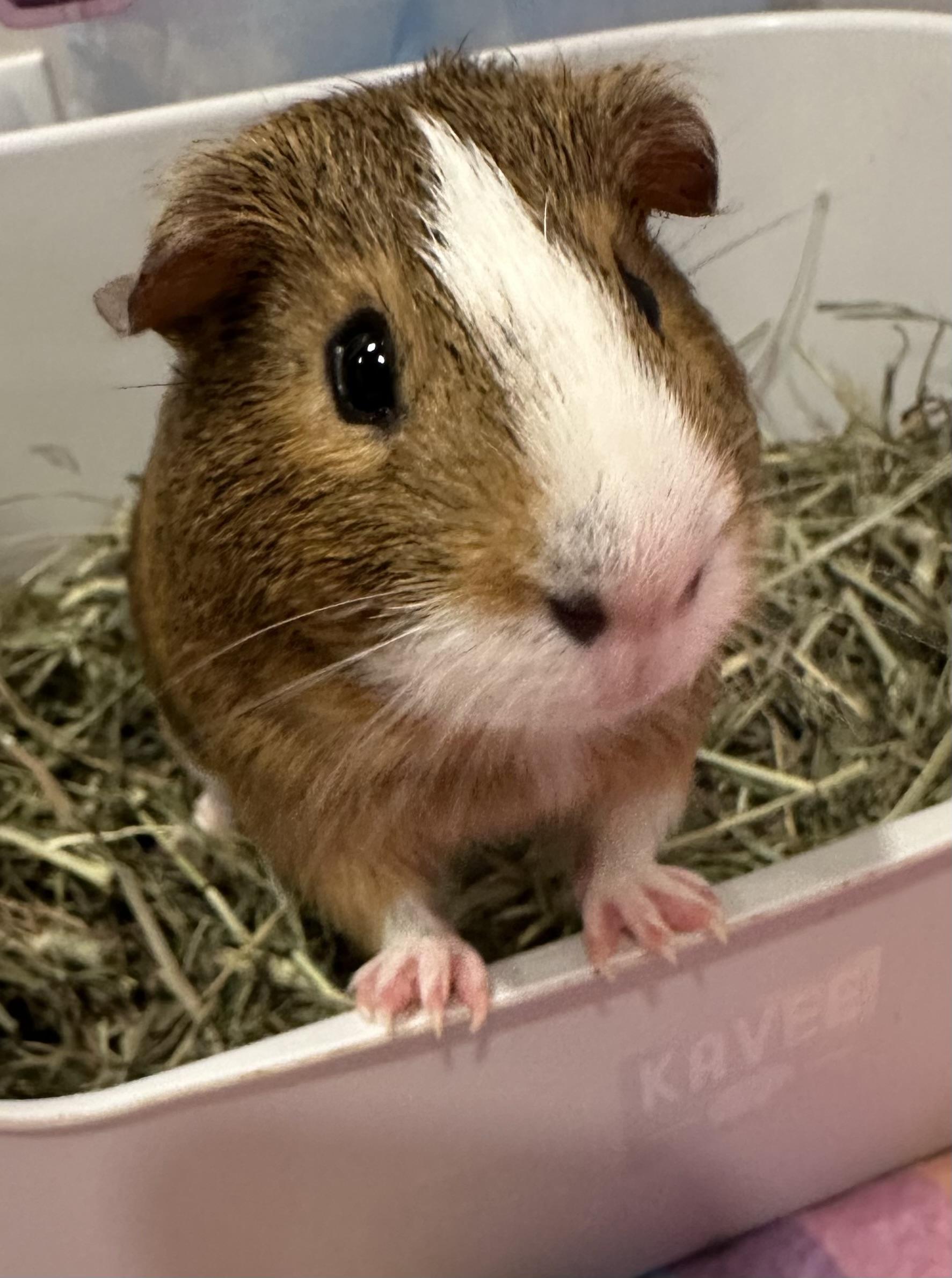 Oreo and S'mores, Adoptable, Young Male Guinea Pig.