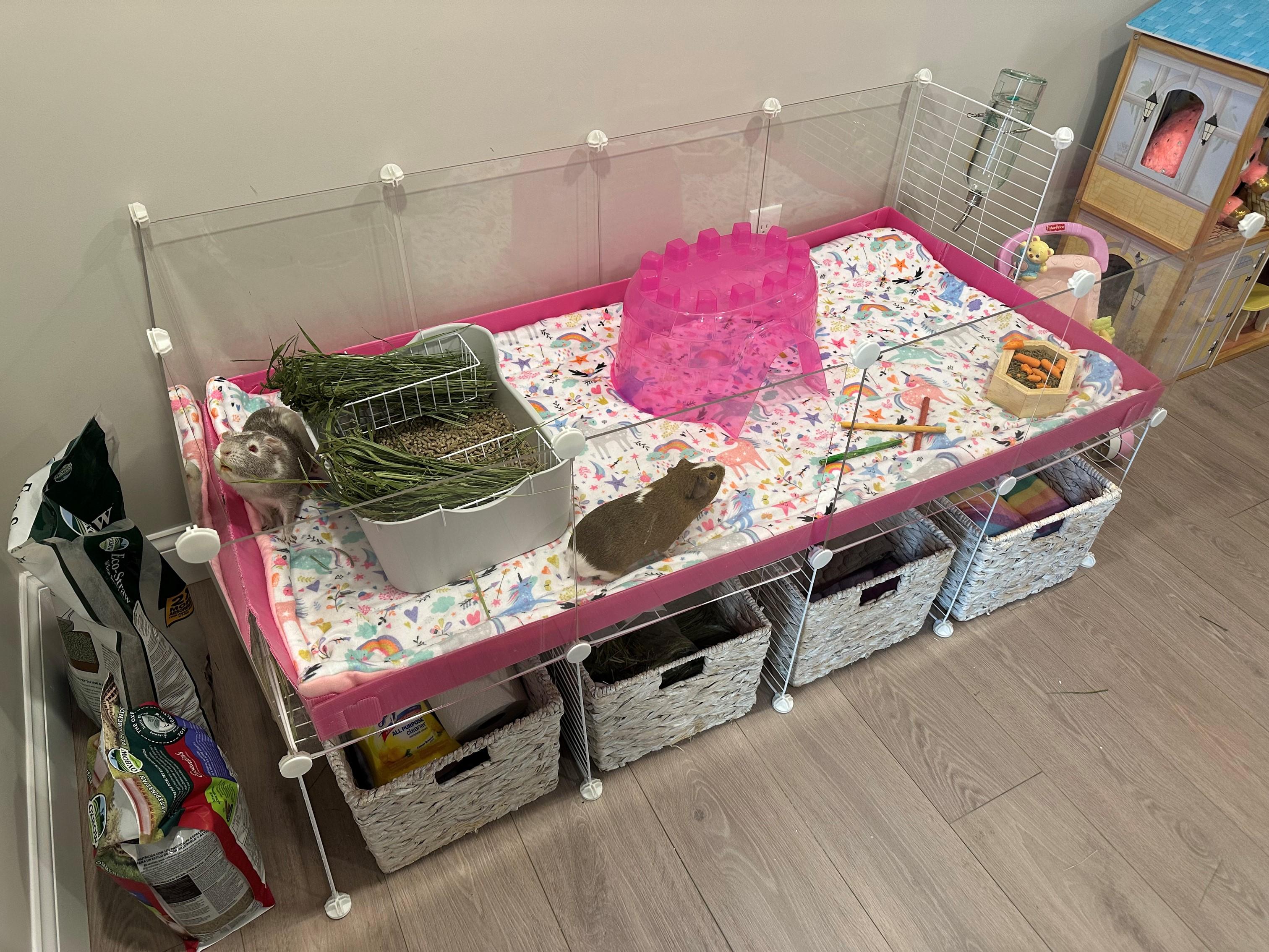 Oreo and S'mores, a Adoptable Guinea Pig in Canton, MA image 2/4