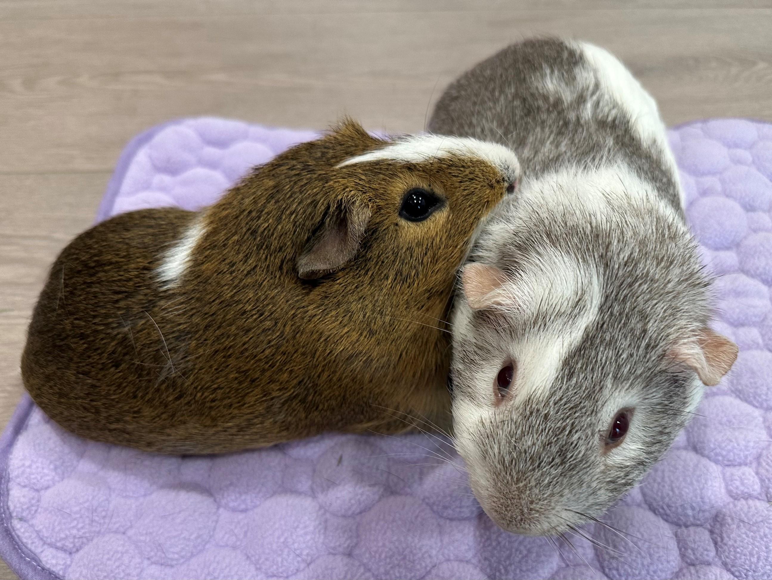 Oreo and S'mores, a Adoptable Guinea Pig in Canton, MA image 3/4