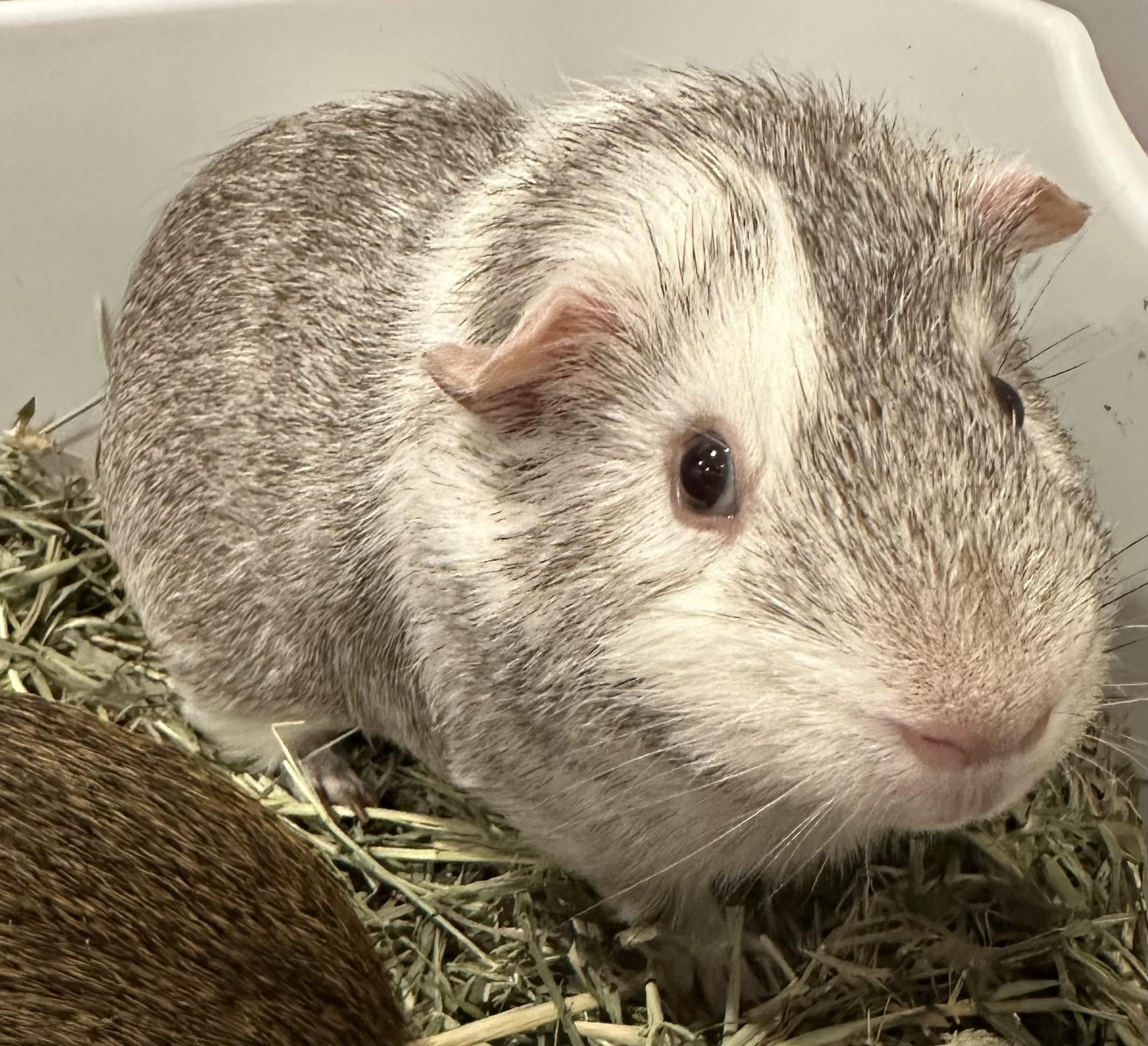 Oreo and S'mores, a Adoptable Guinea Pig in Canton, MA image 4/4