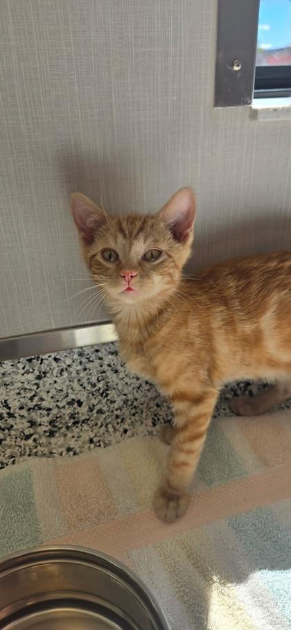 Enlarge Mcintosh, a Adoptable mixed breed in Fergus Falls, MN image 1/1