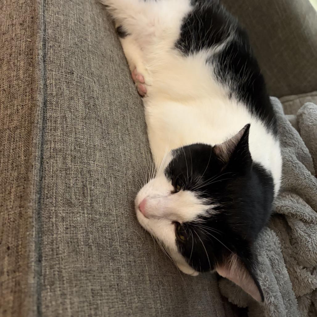 Enlarge Chex, a Adoptable Domestic Short Hair in Port Neches, TX image 1/5